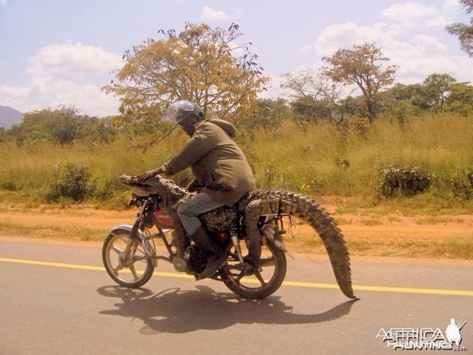 Croc on a bike