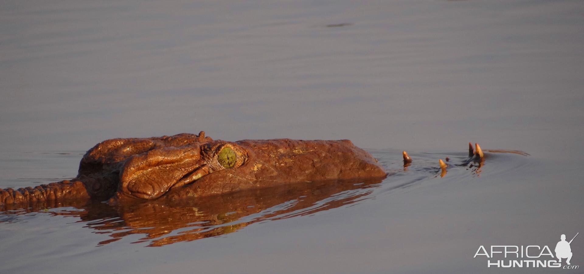 Croc Selous Tanzania