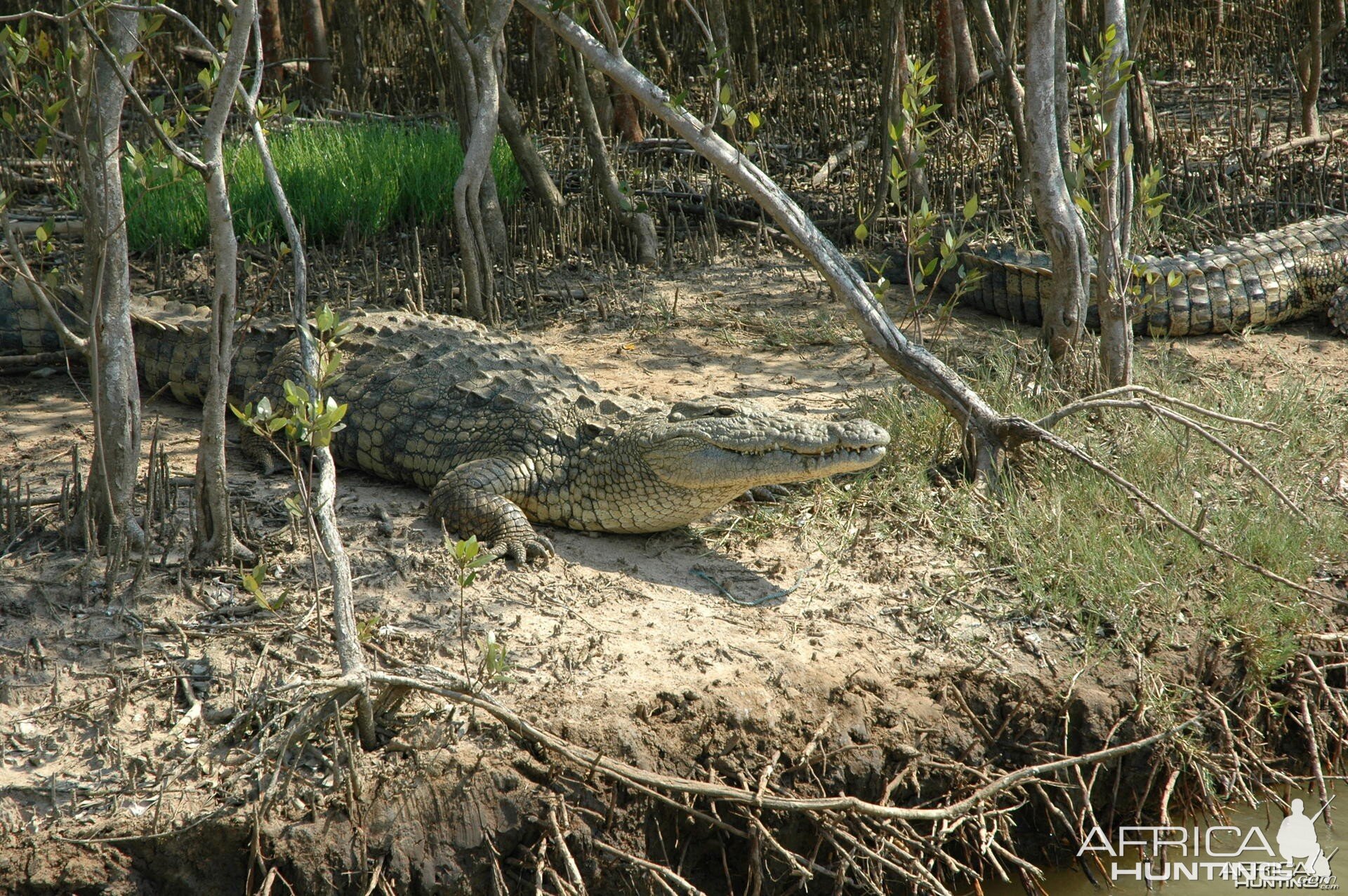 Croc South Africa