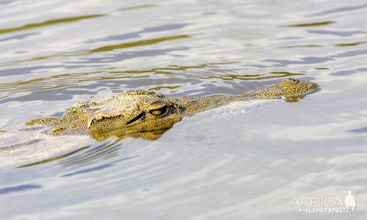 Croc South Africa