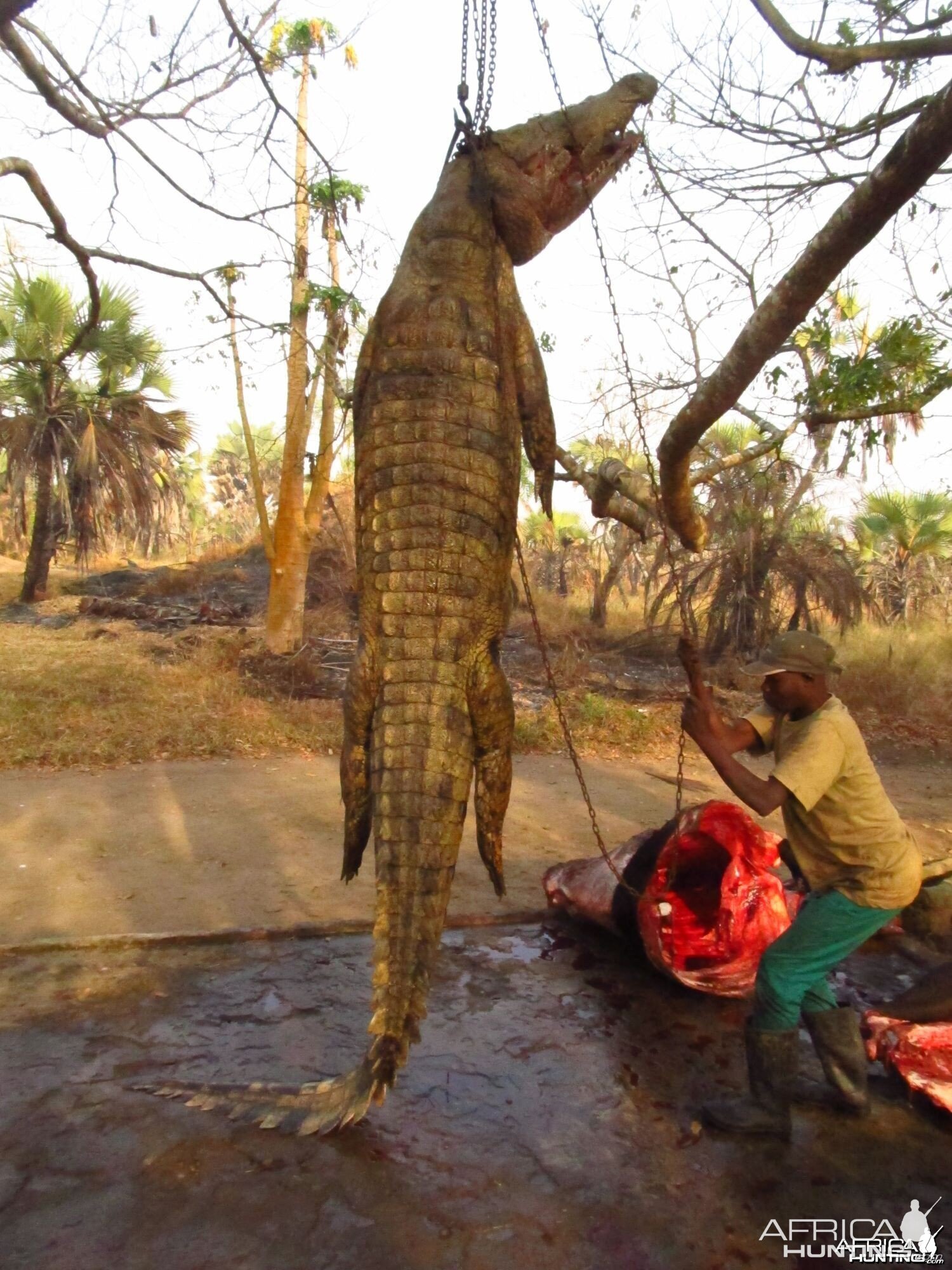 Crocodile 13/12 Feet Mozambique