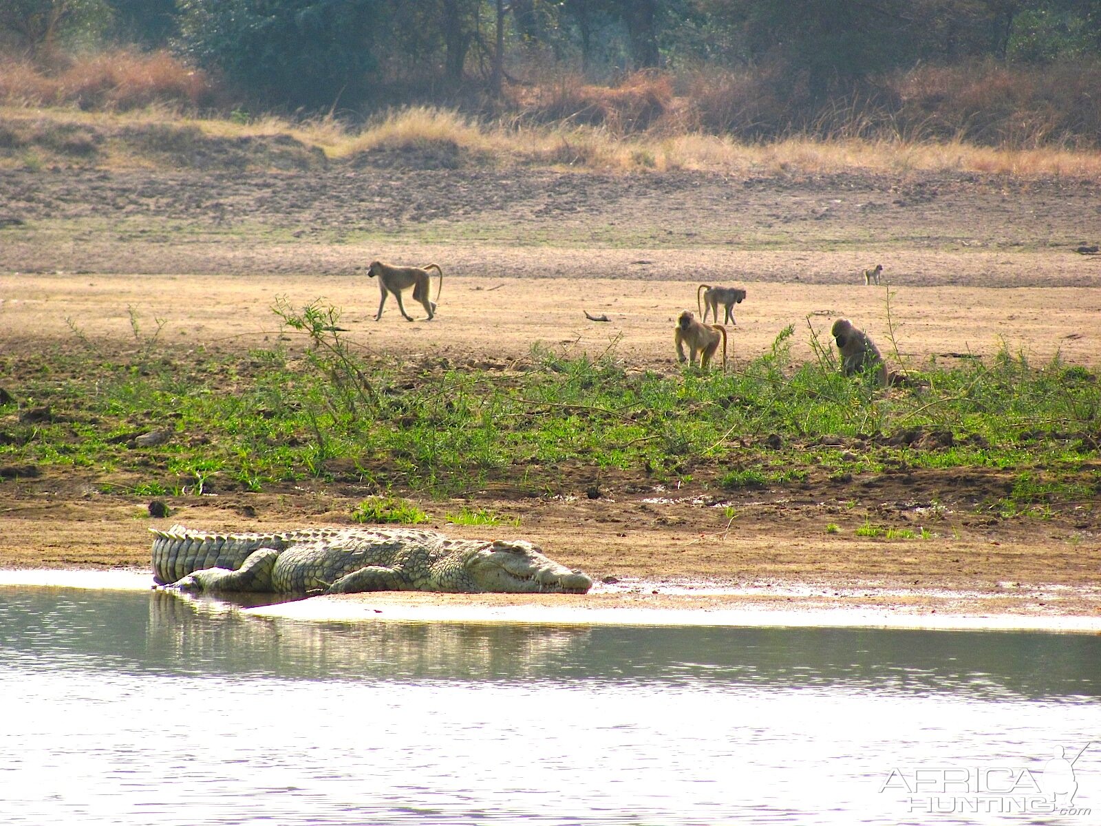 Crocodile and baboons Luangwa, Zambia