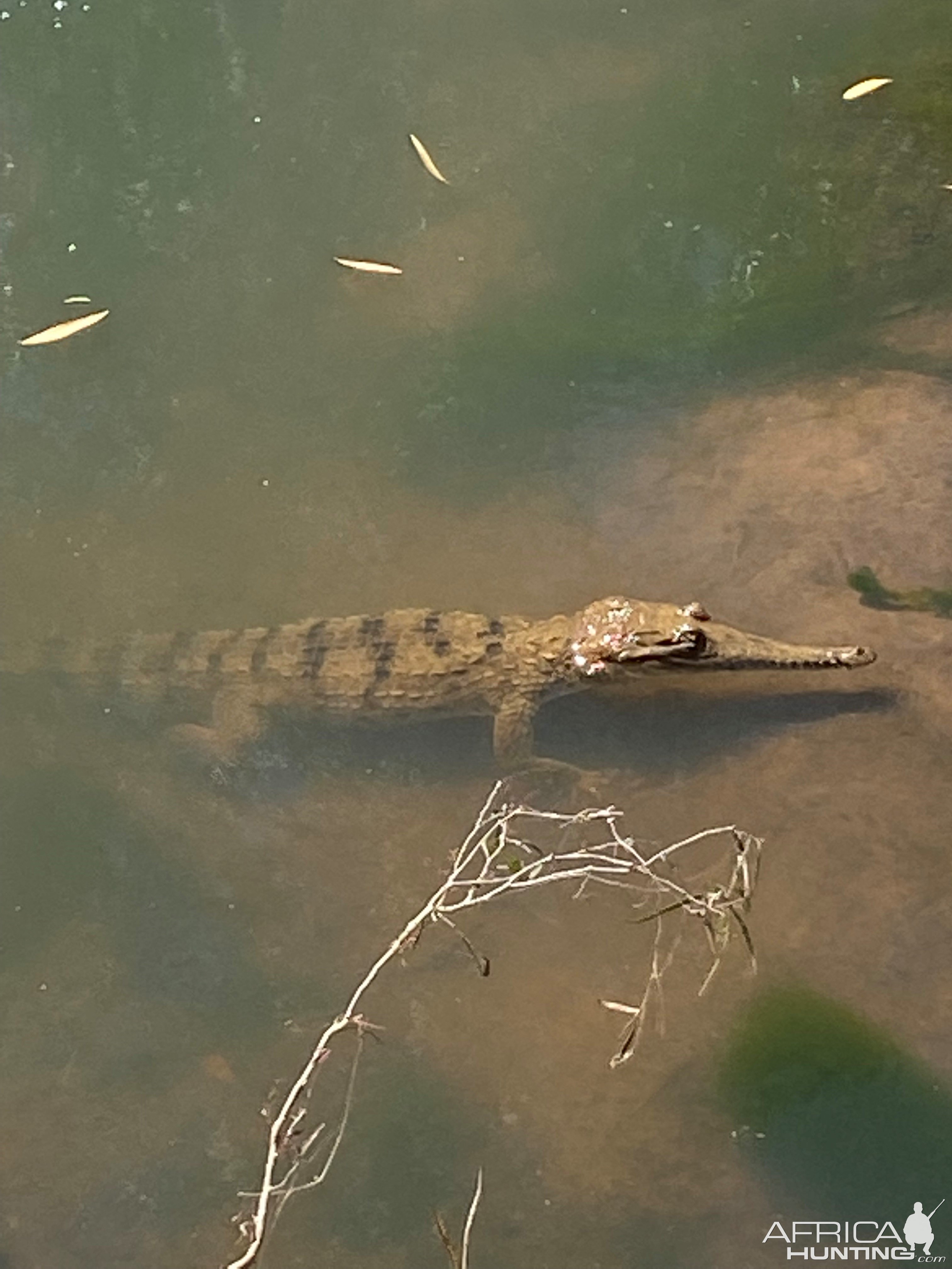 Crocodile Australia