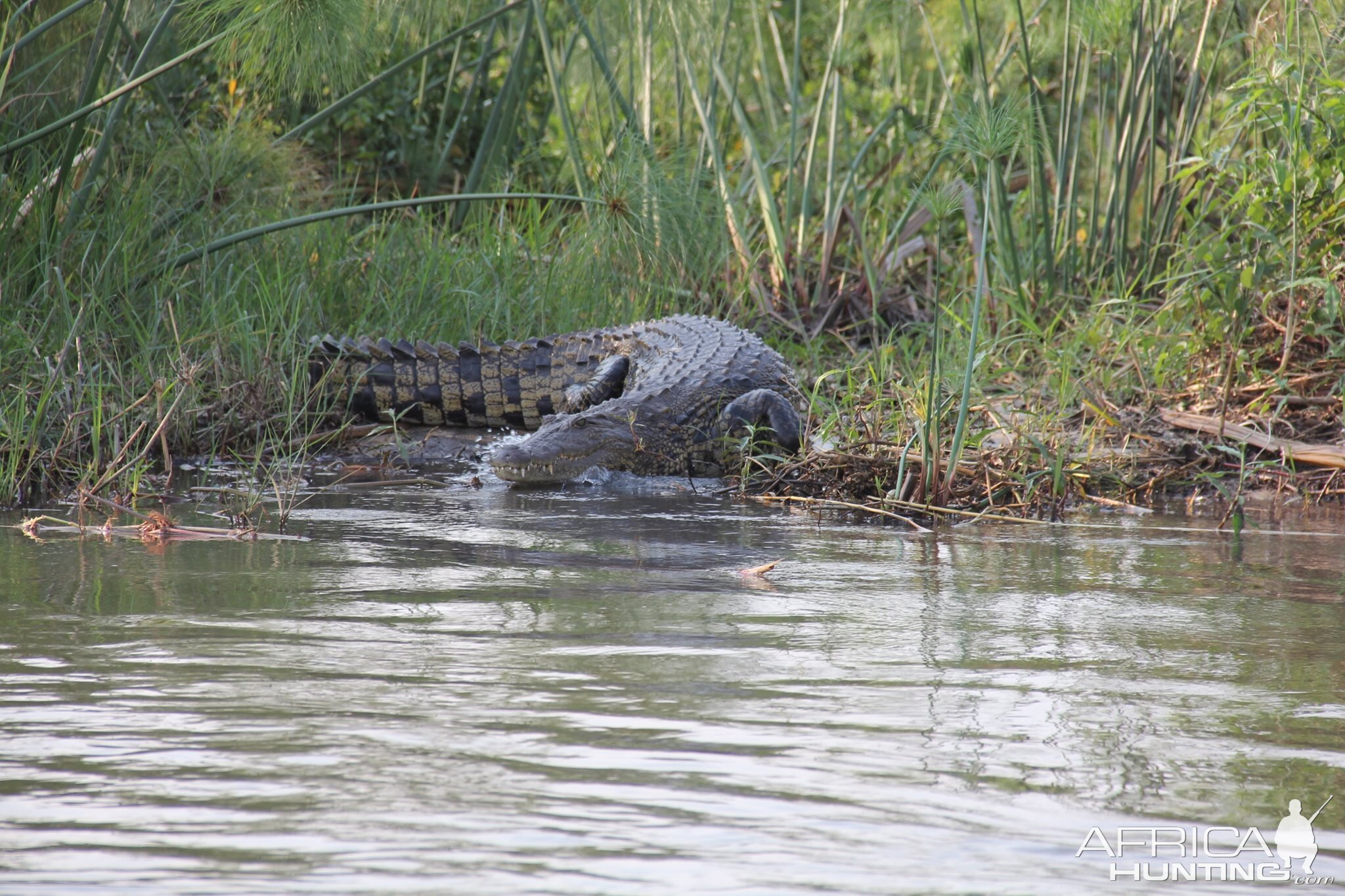 Crocodile Botswana Tour