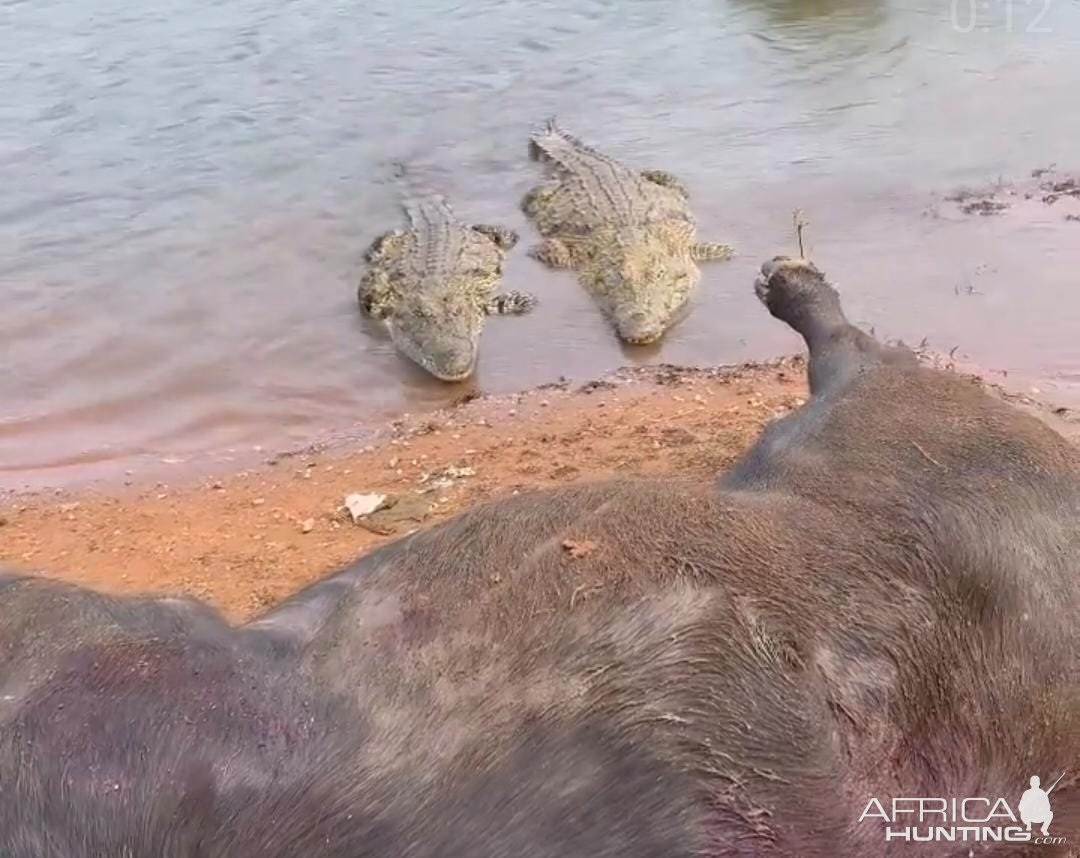 Crocodile Buffalo Kill Limpopo South Africa