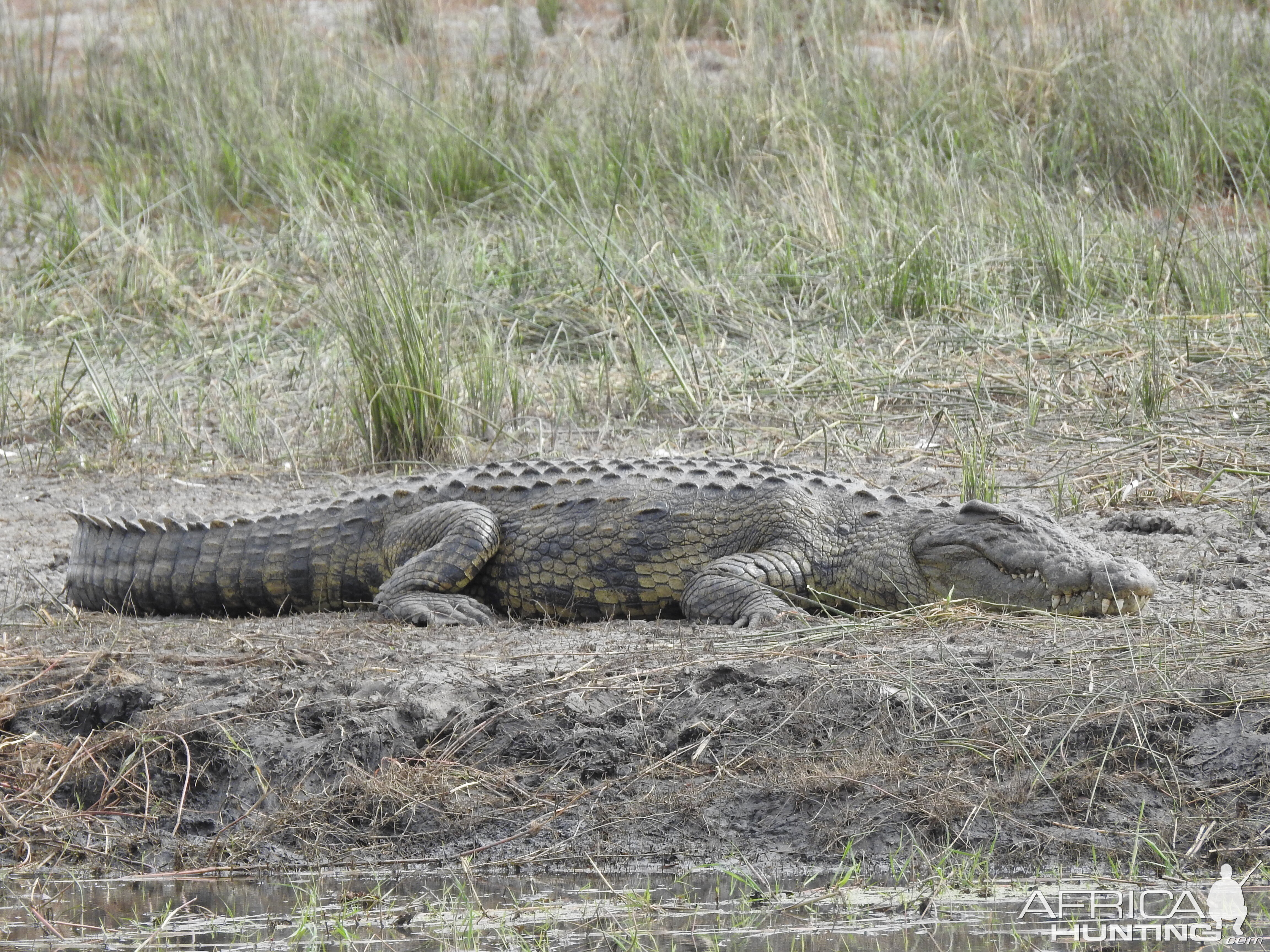 Crocodile Chobe National Park Botswana