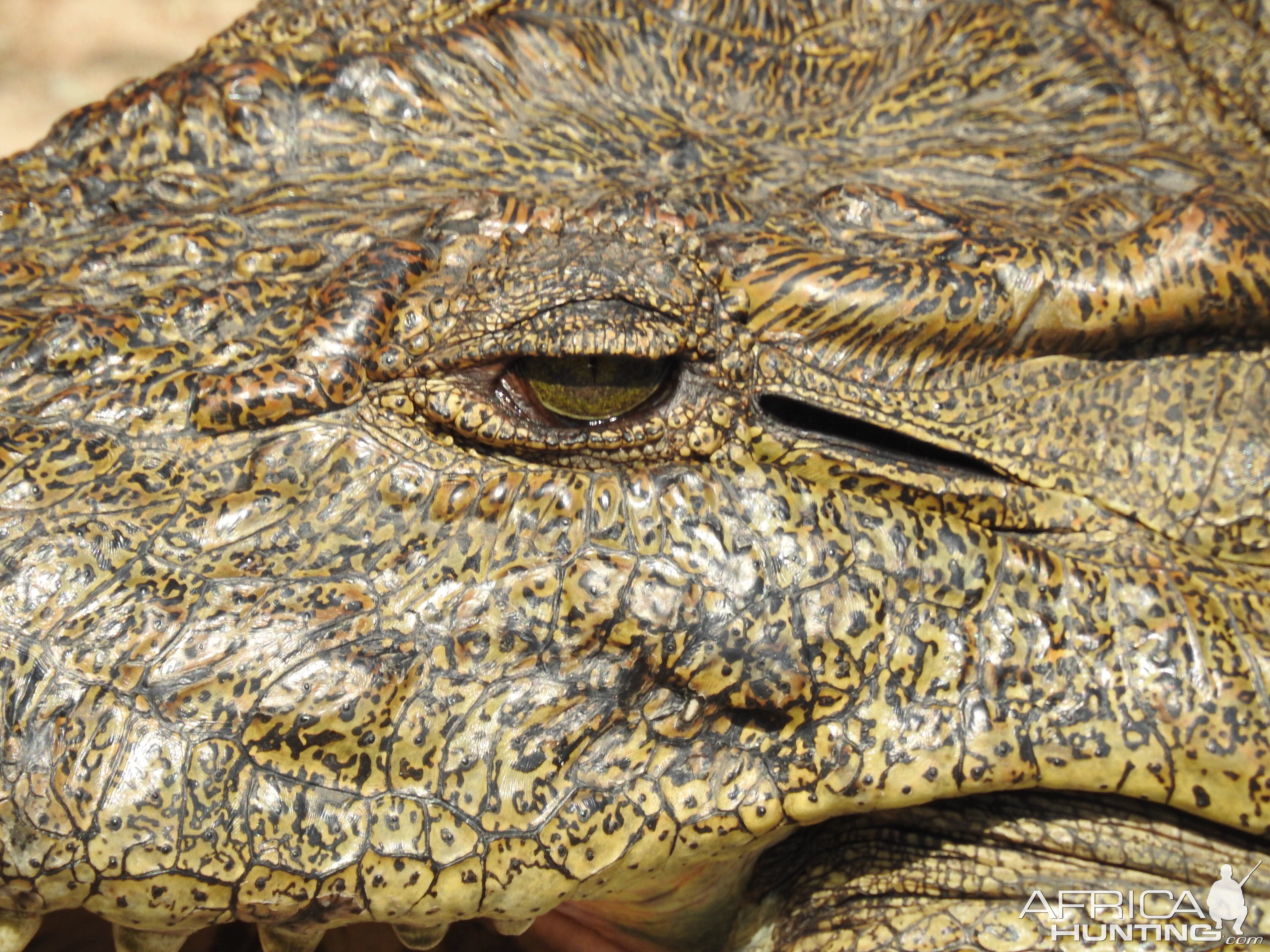 Crocodile Chobe National Park Botswana