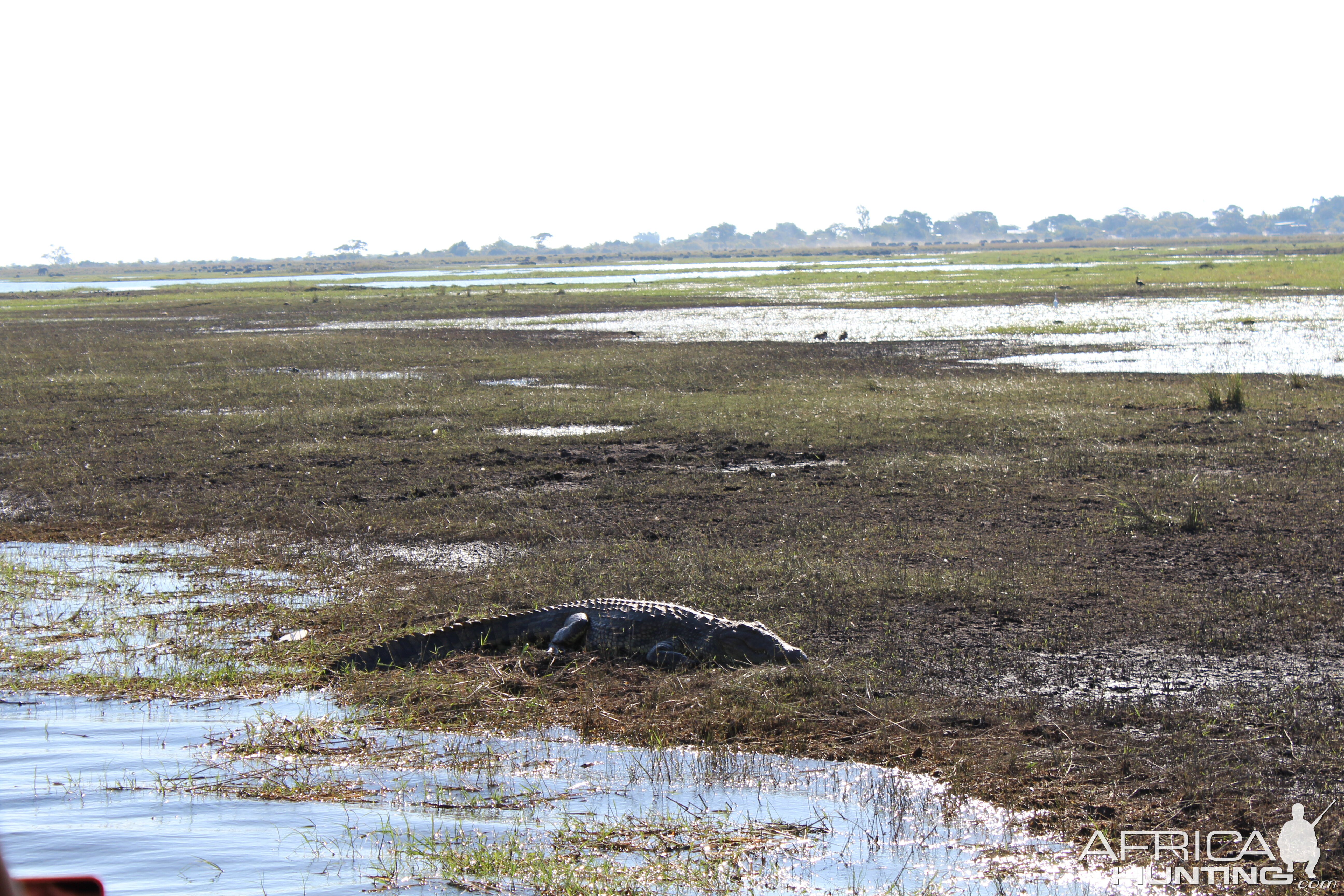 Crocodile Chobe National Park Kasane Botswana