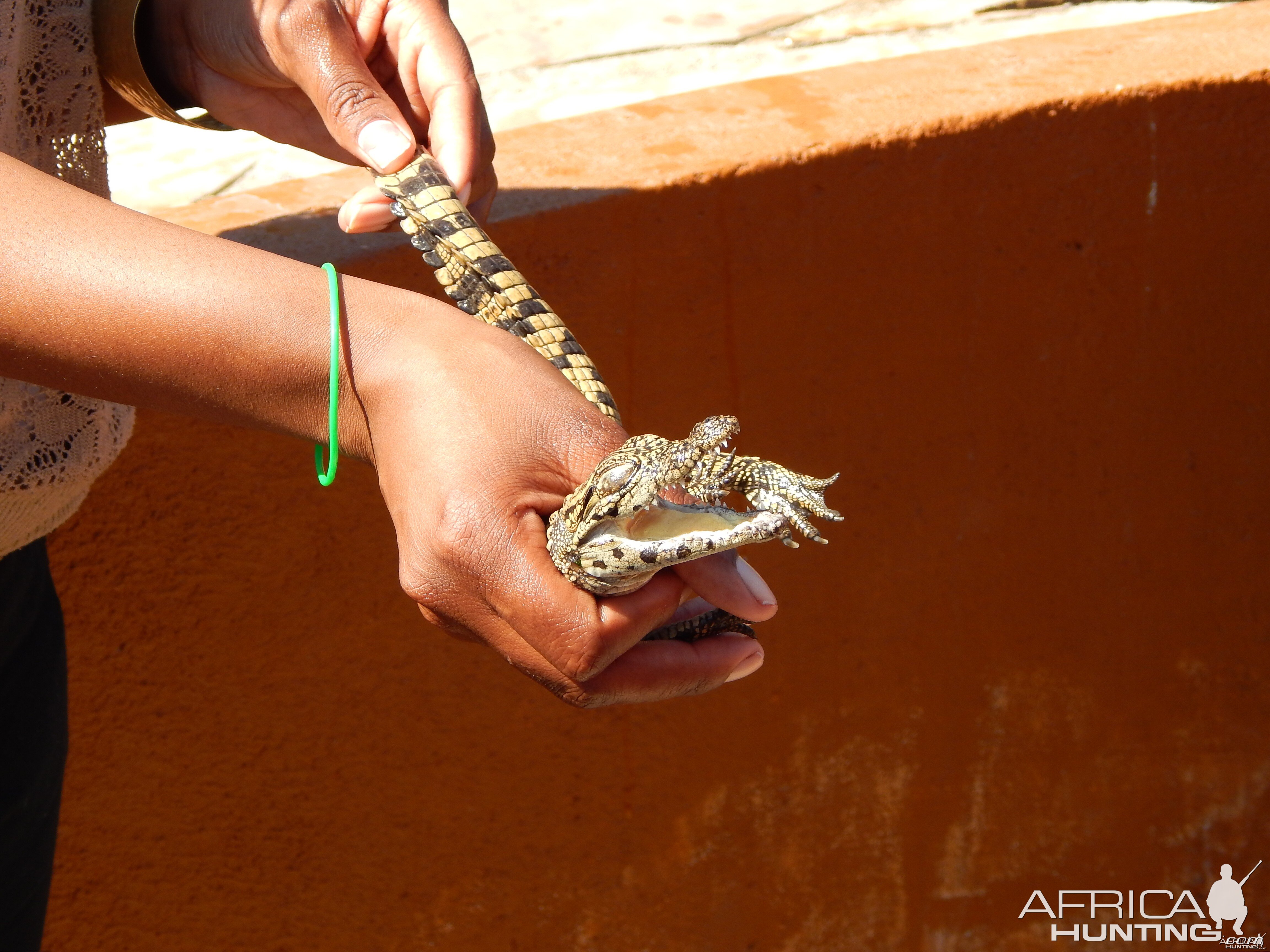 Crocodile Farm Otjiwarongo Namibia