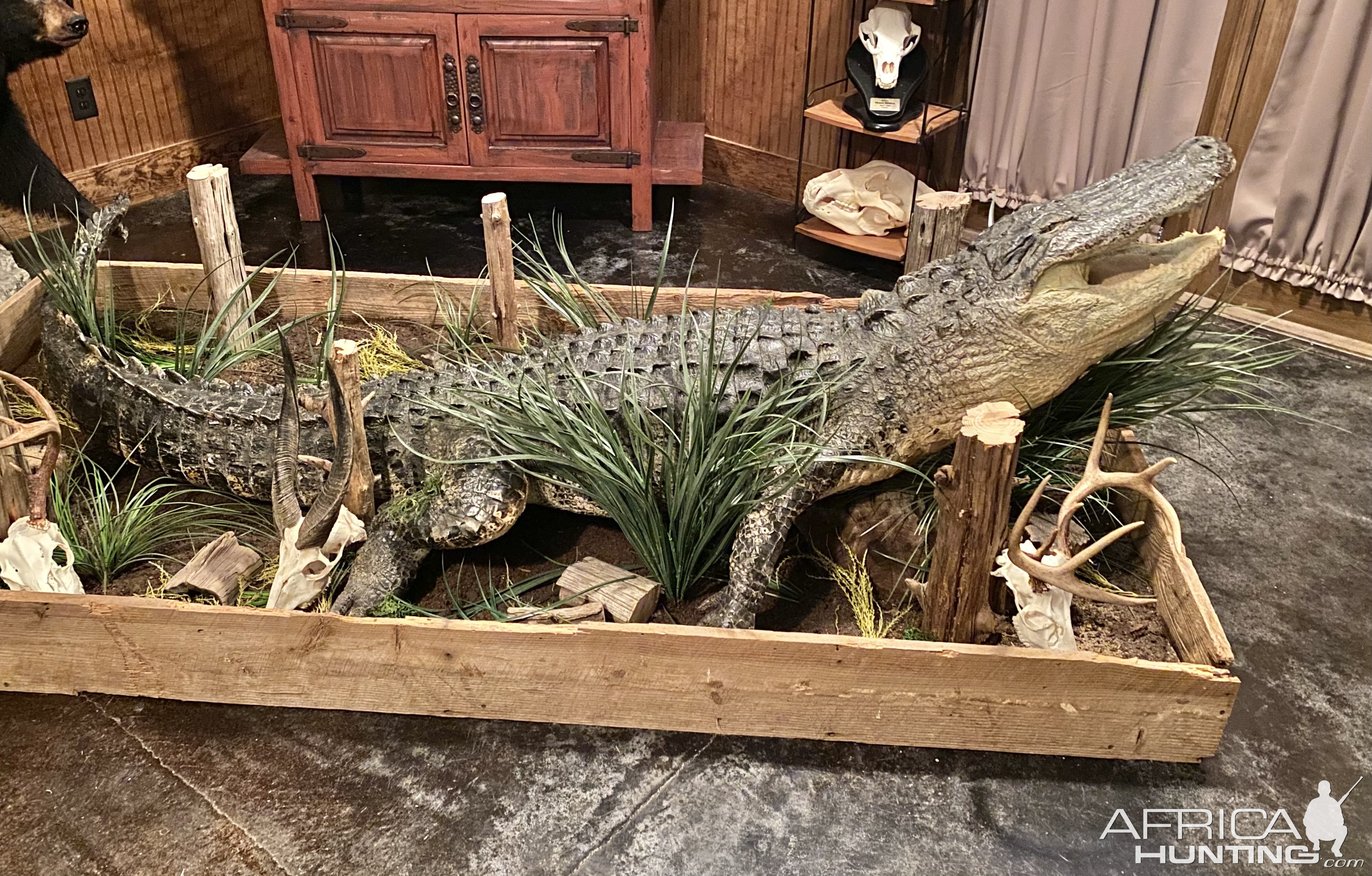 Crocodile Full Mount Taxidermy