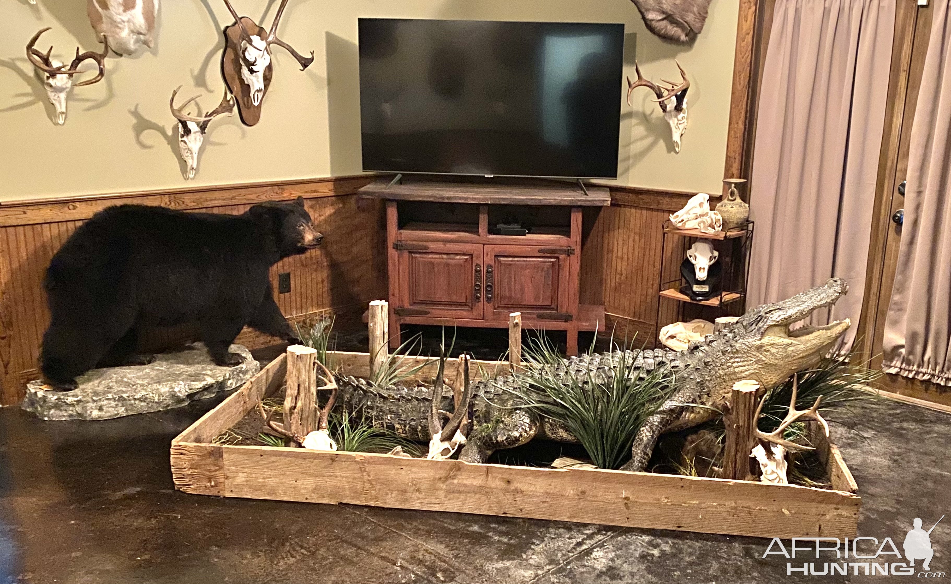 Crocodile Full Mount Taxidermy