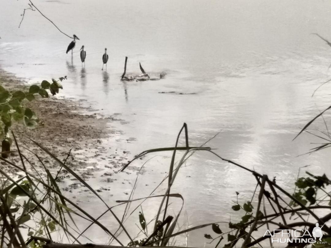 Crocodile Hunt in Zambia