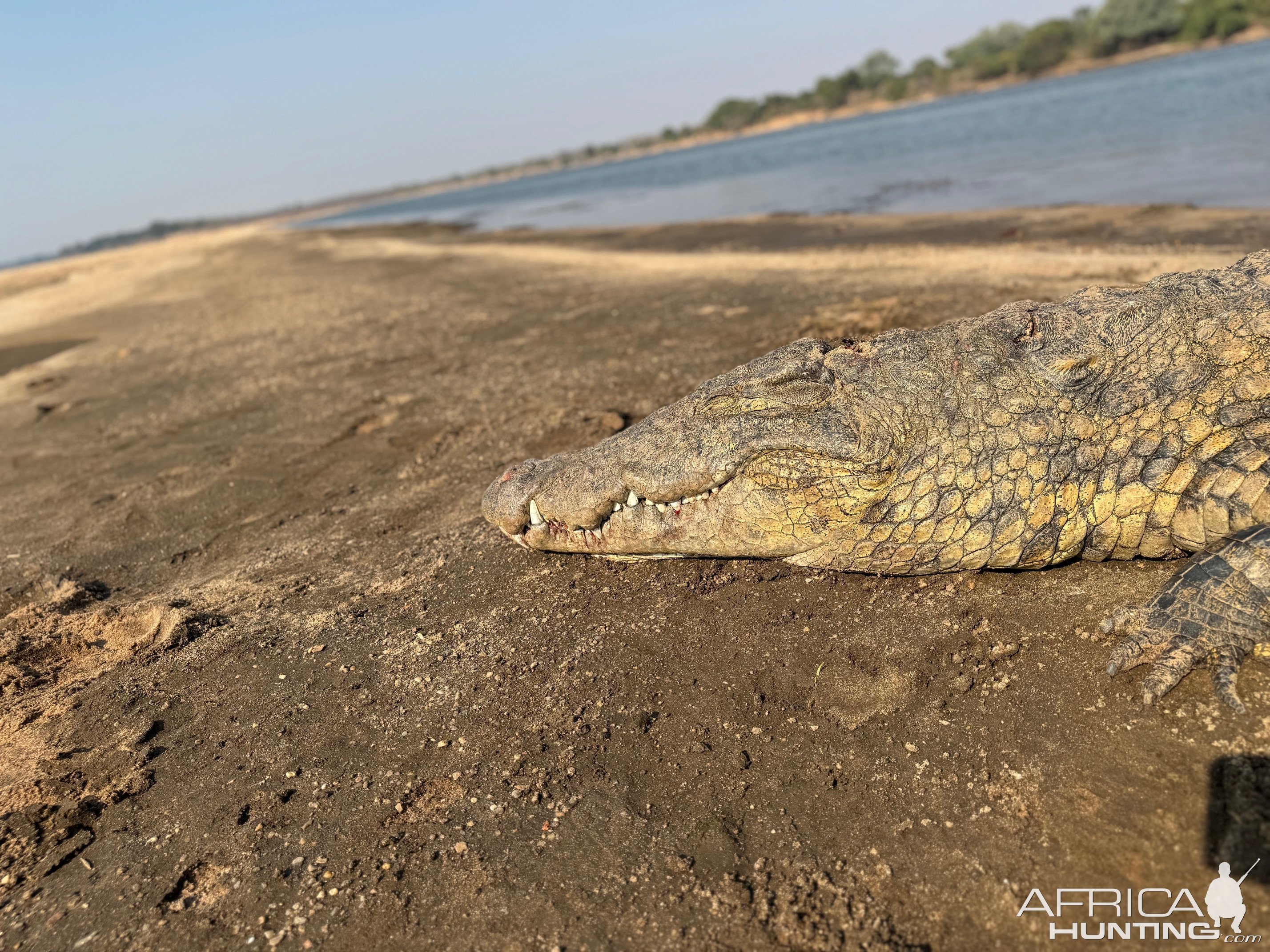 Crocodile Hunt Nyakasanga Zambezi