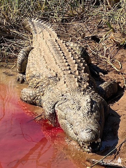 Crocodile Hunt South Africa