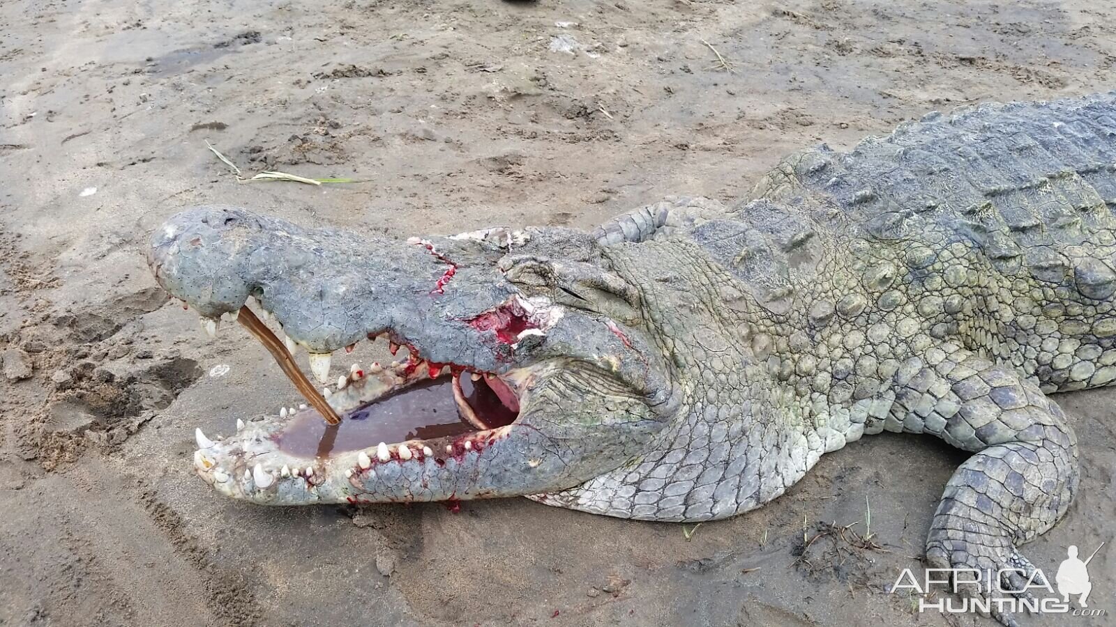 Crocodile Hunting in Tanzania