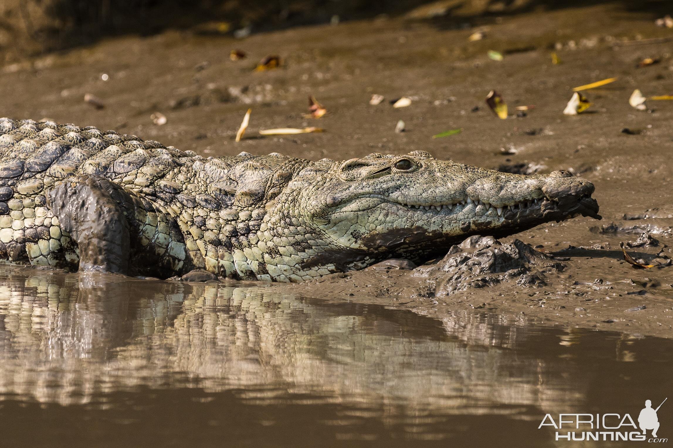 Crocodile in Mozambique