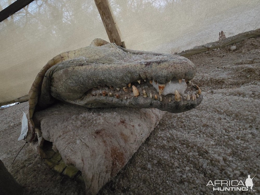 Crocodile In Salt