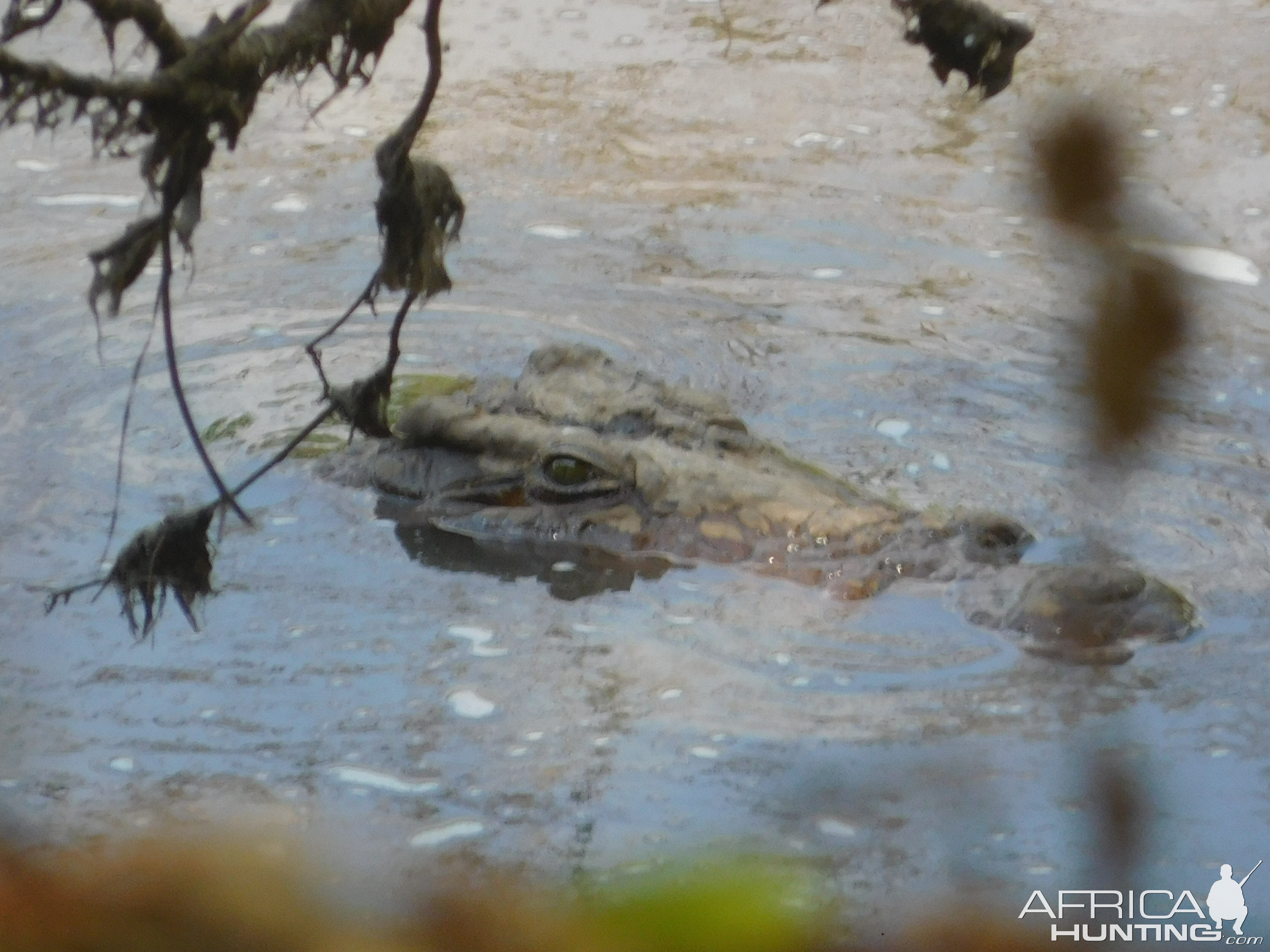 Crocodile in Tanzania