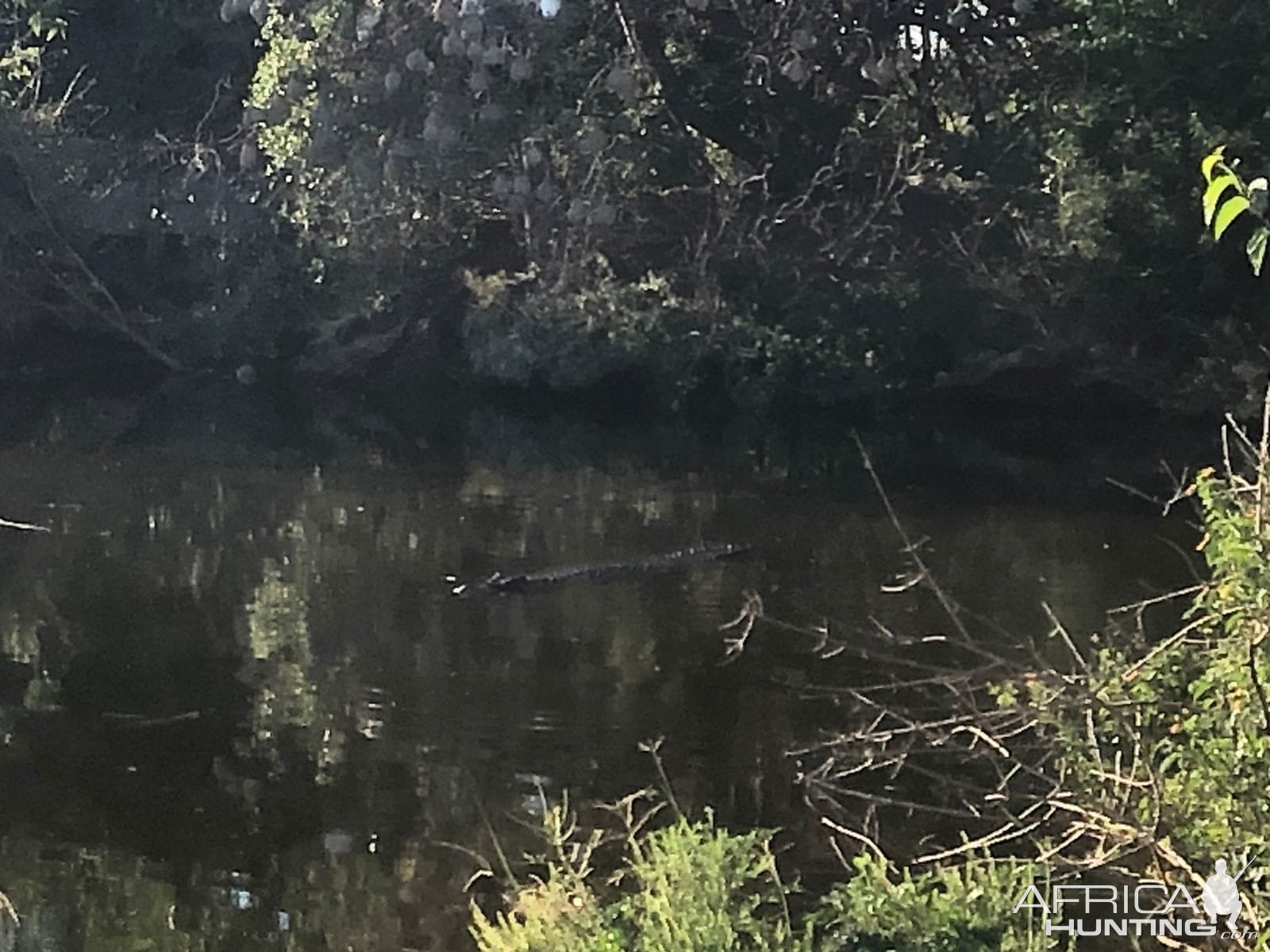 Crocodile In Water South Africa