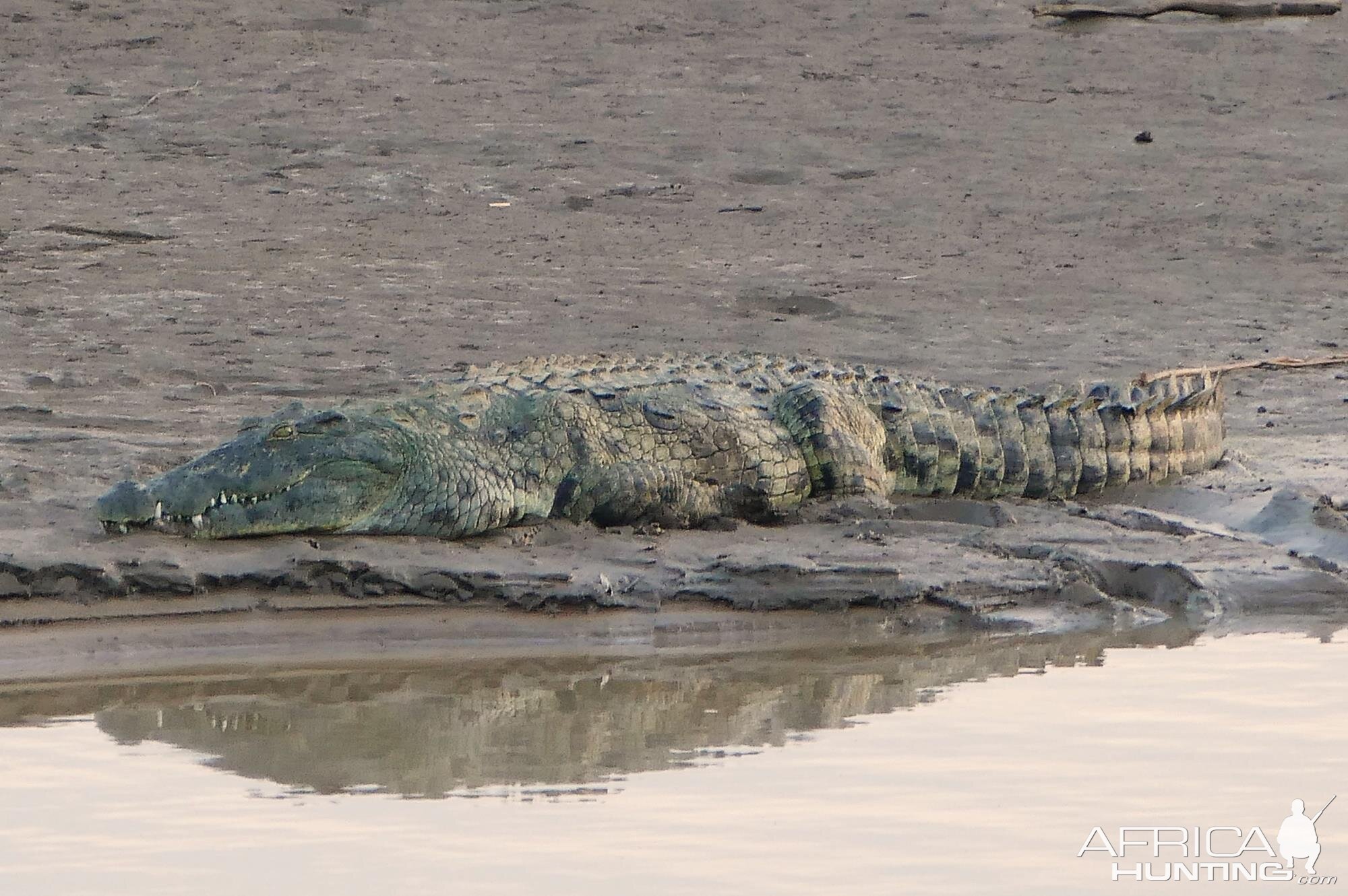 Crocodile in Zambia