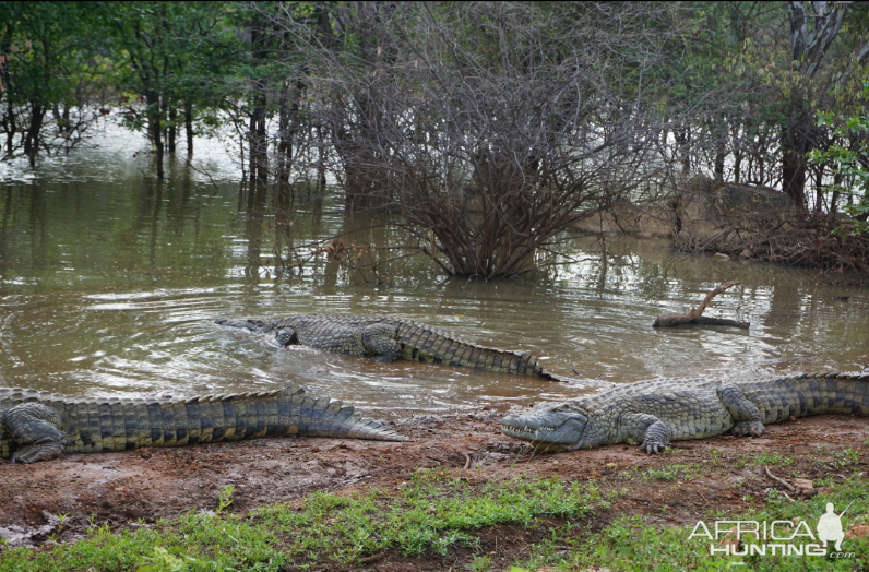 Crocodile Limpopo Wildlife South Africa