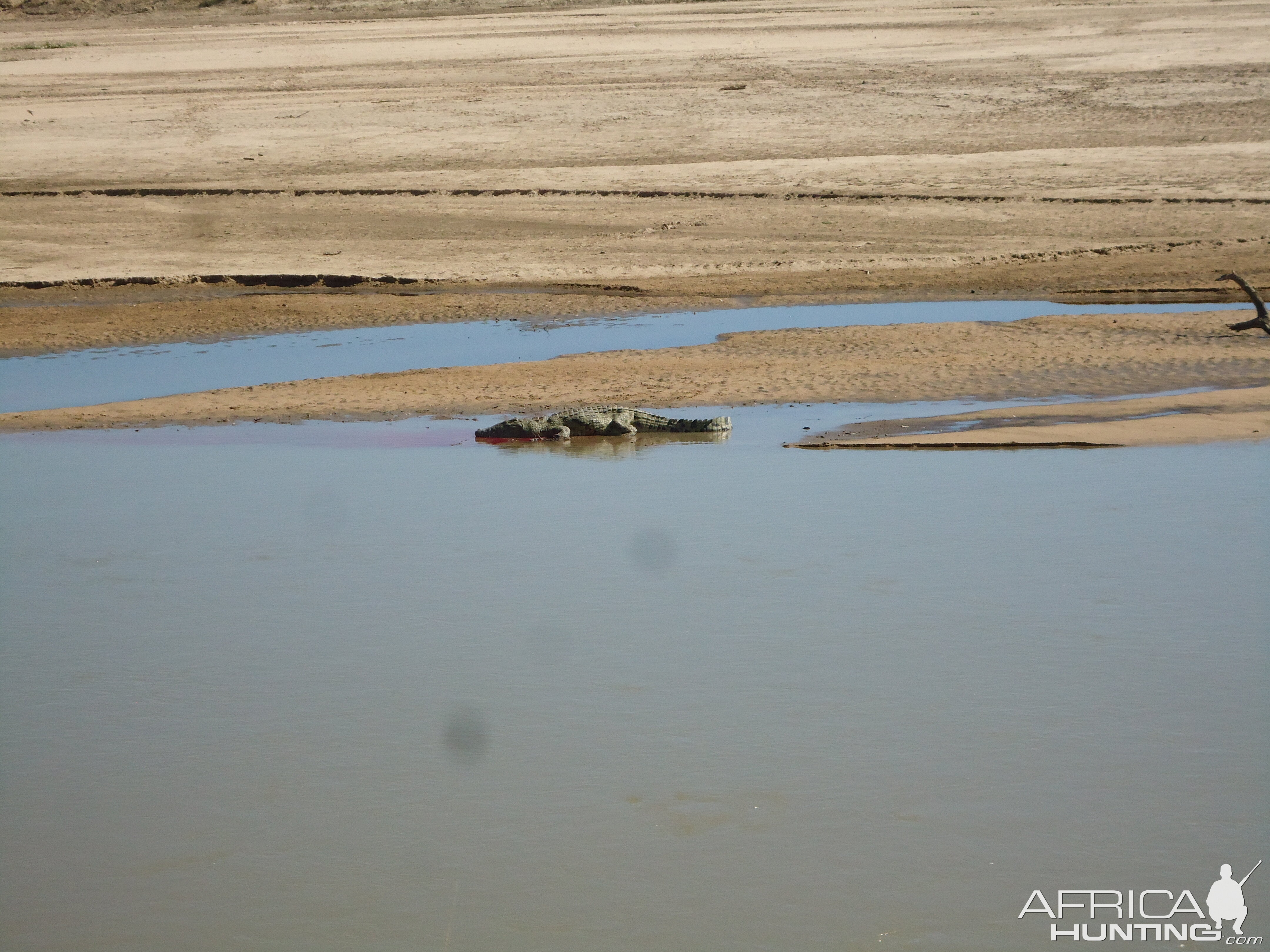 Crocodile Luanga River Zambia