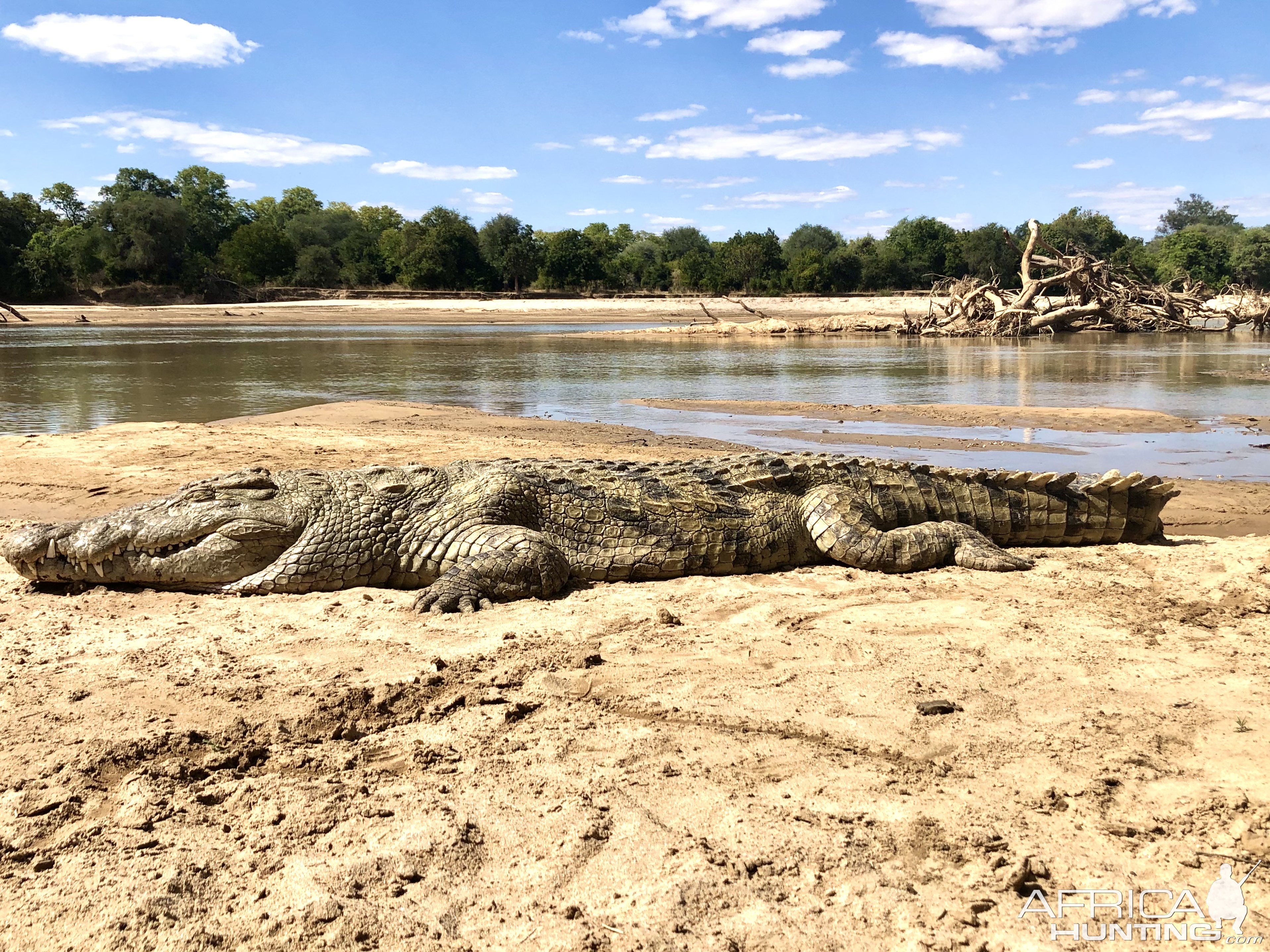 Crocodile Luangwa 2021