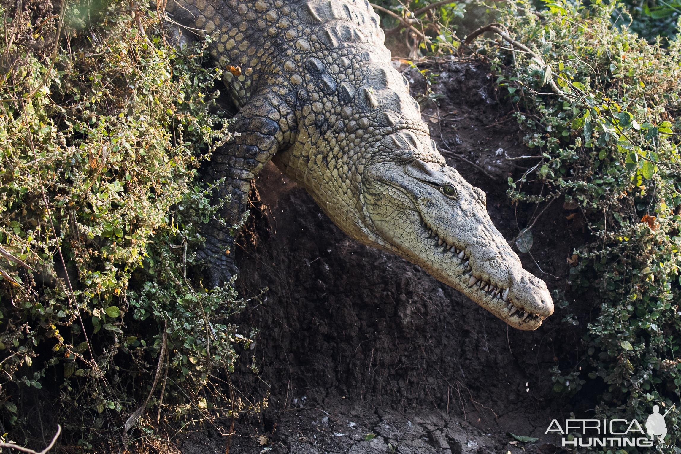 Crocodile Mozambique