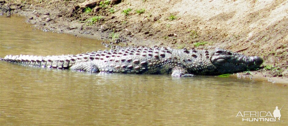 Crocodile Namibia