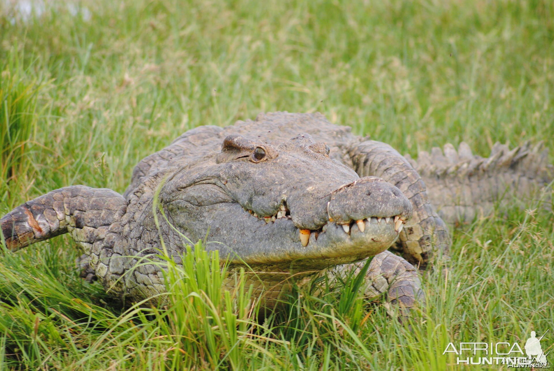 Crocodile on the Nile