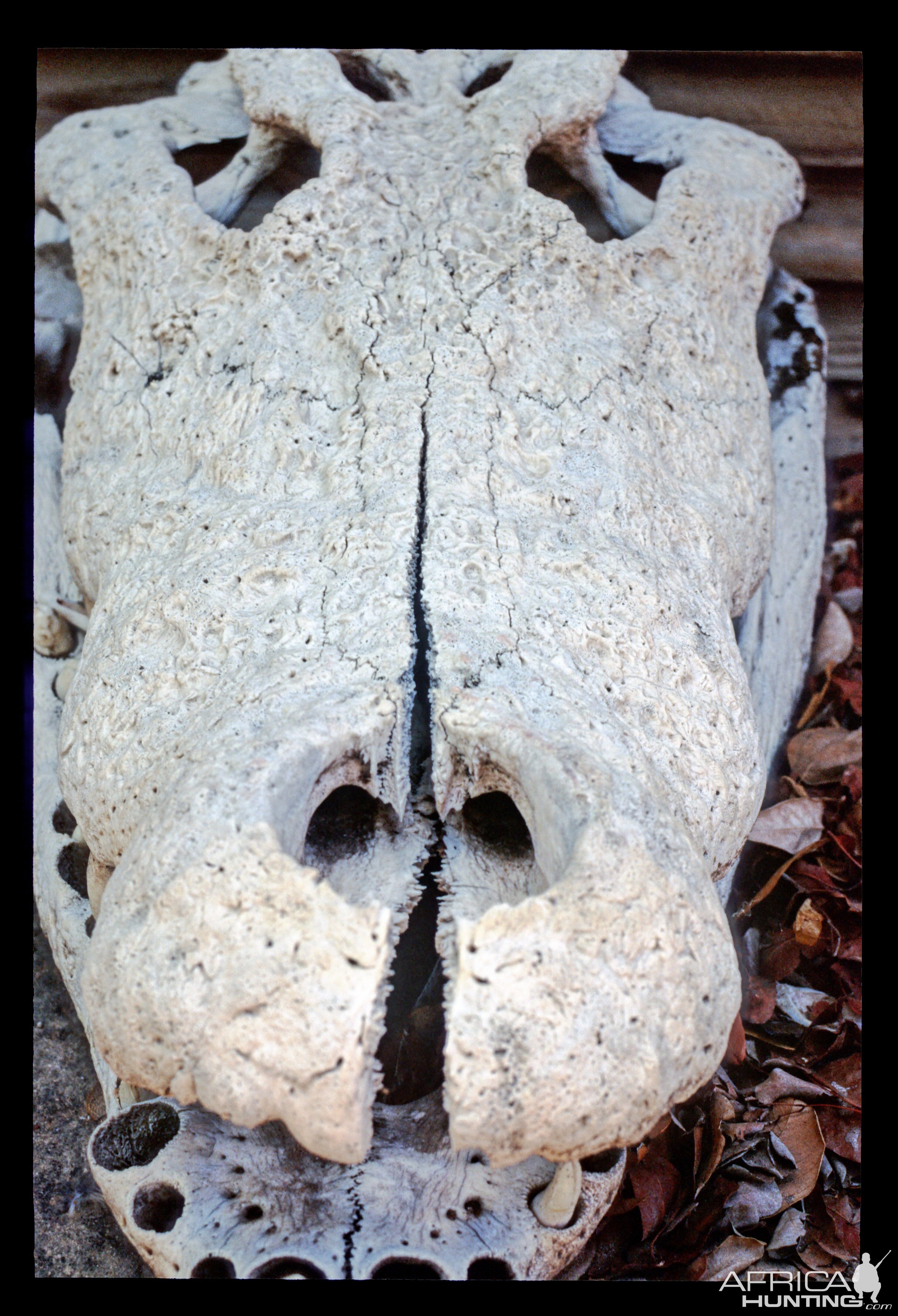 Crocodile Skull