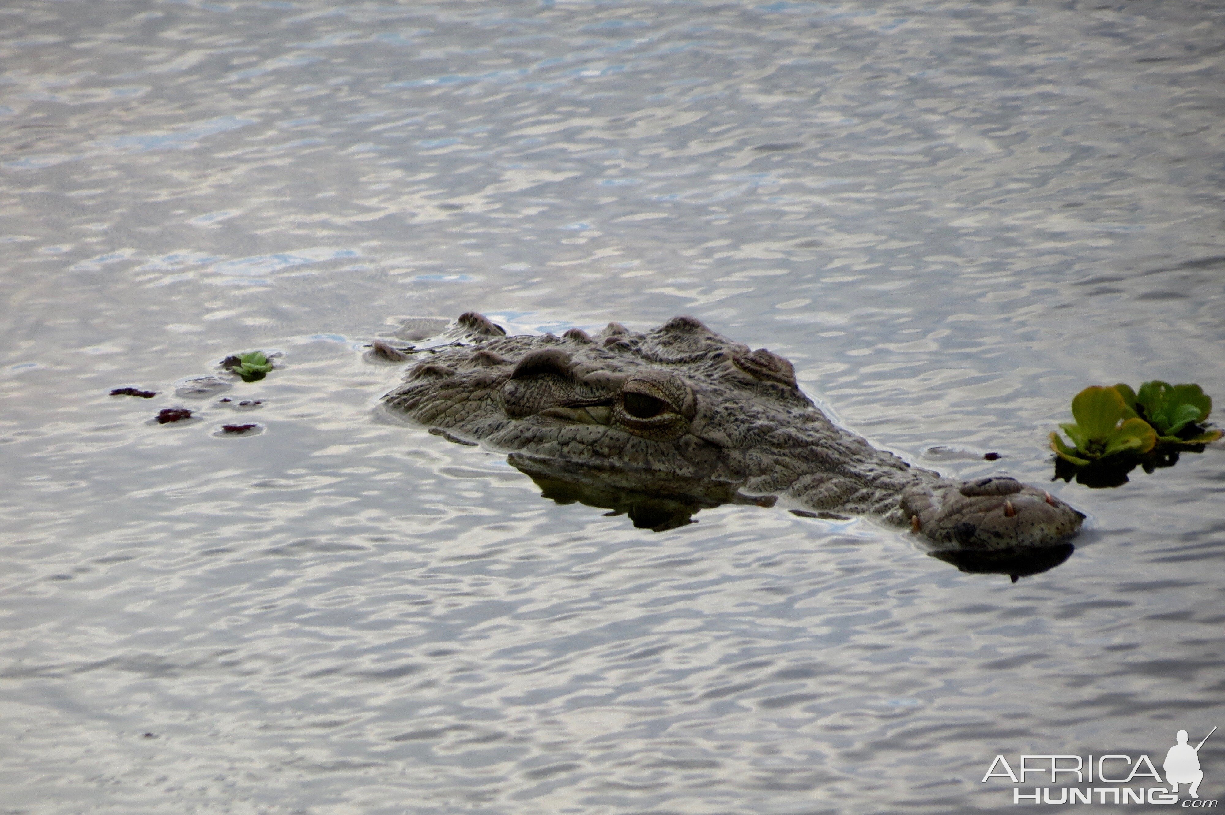 Crocodile South Africa Sightseeing Kruger National Park