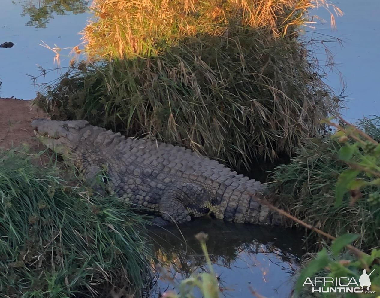 Crocodile South Africa