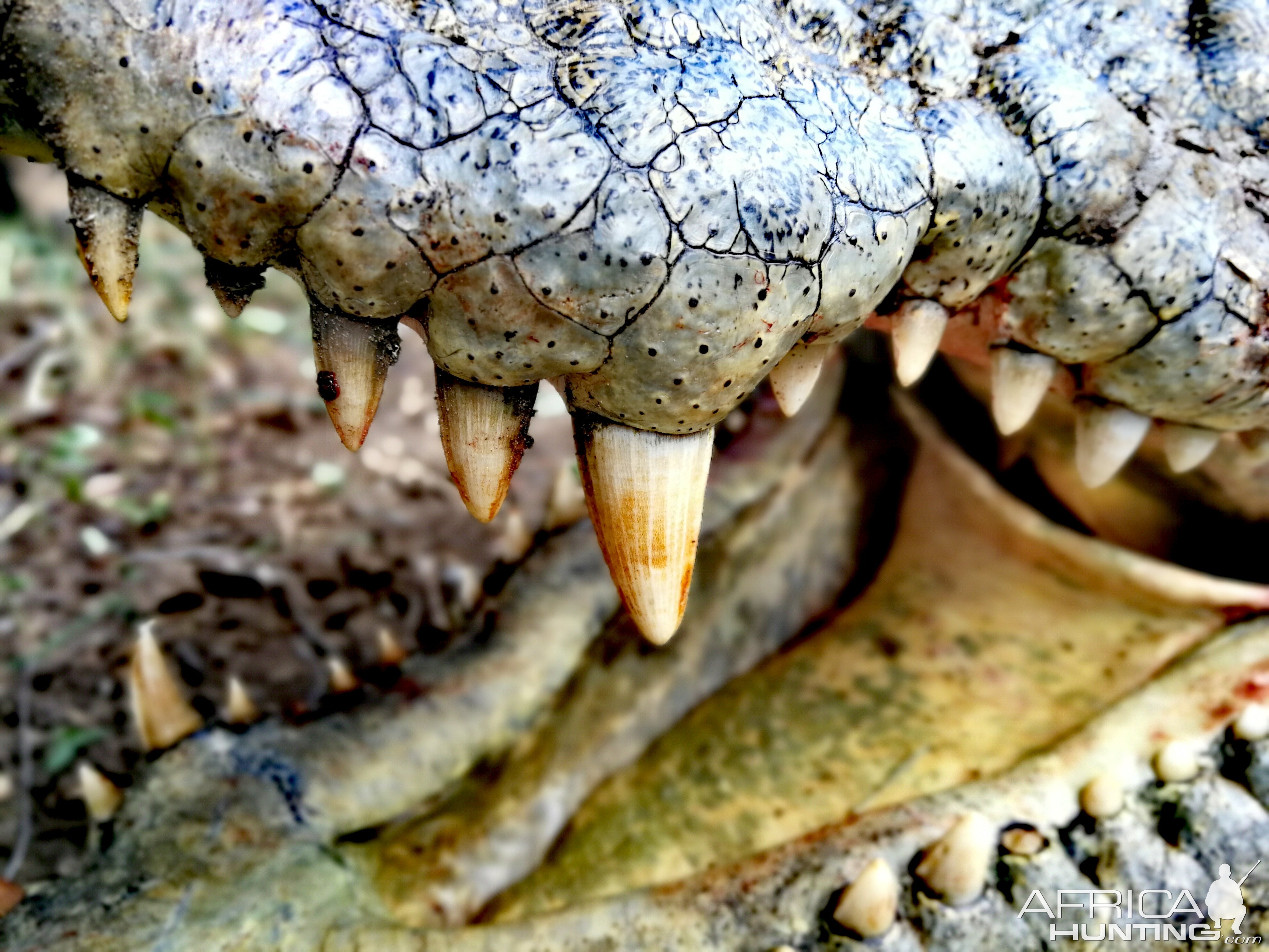 Crocodile Teeth