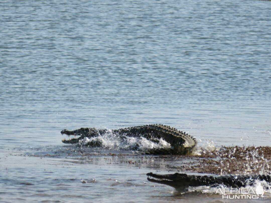 Crocodile Zimbabwe