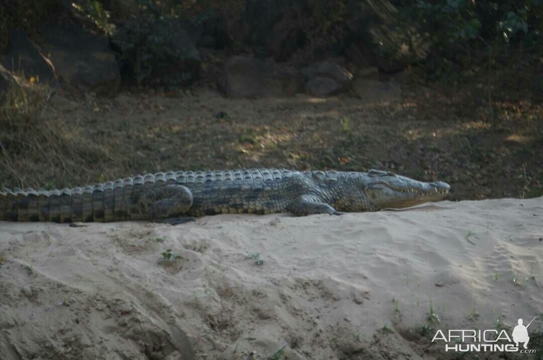 Crocodile Zimbabwe