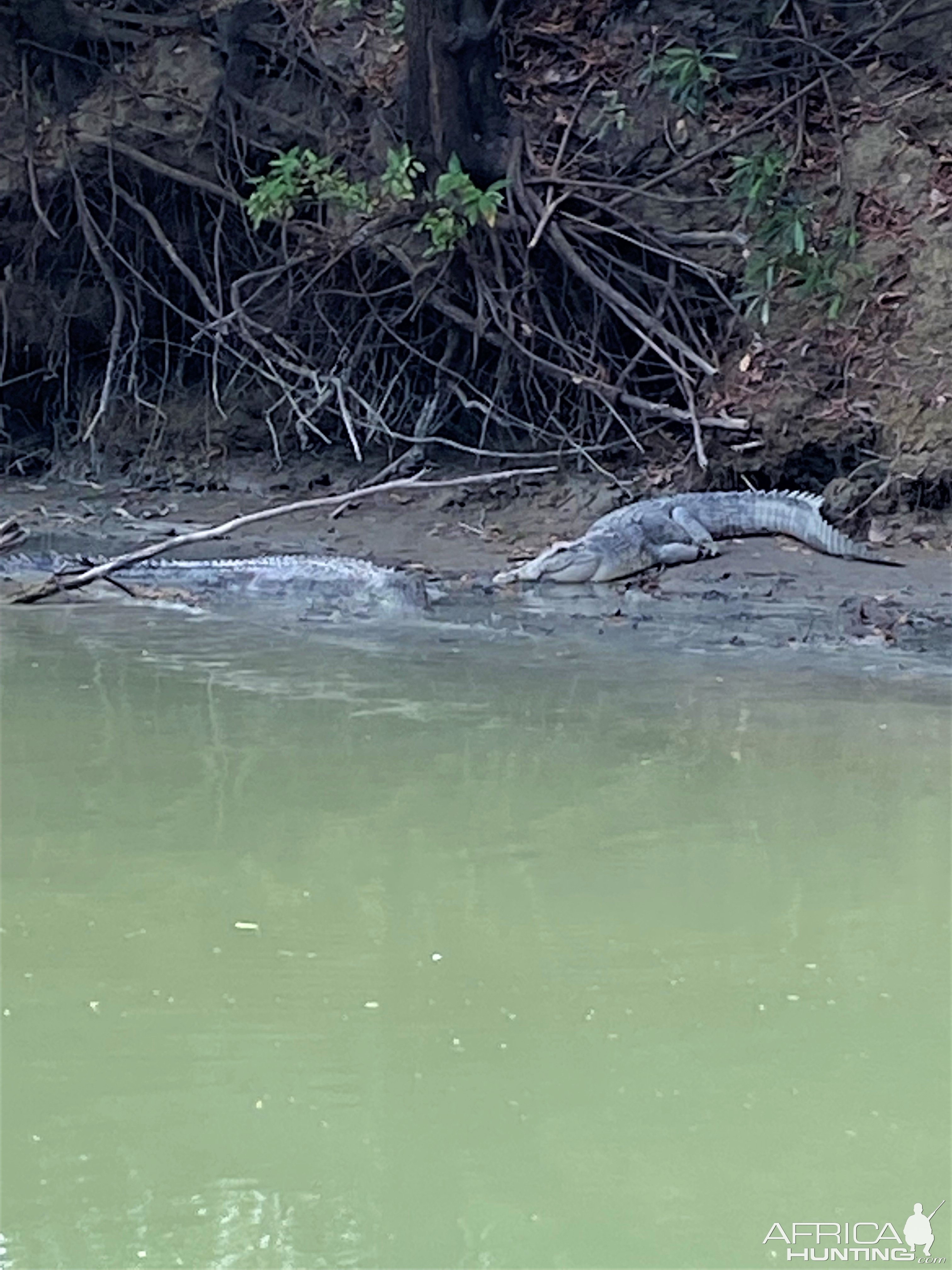 Crocodiles Australia