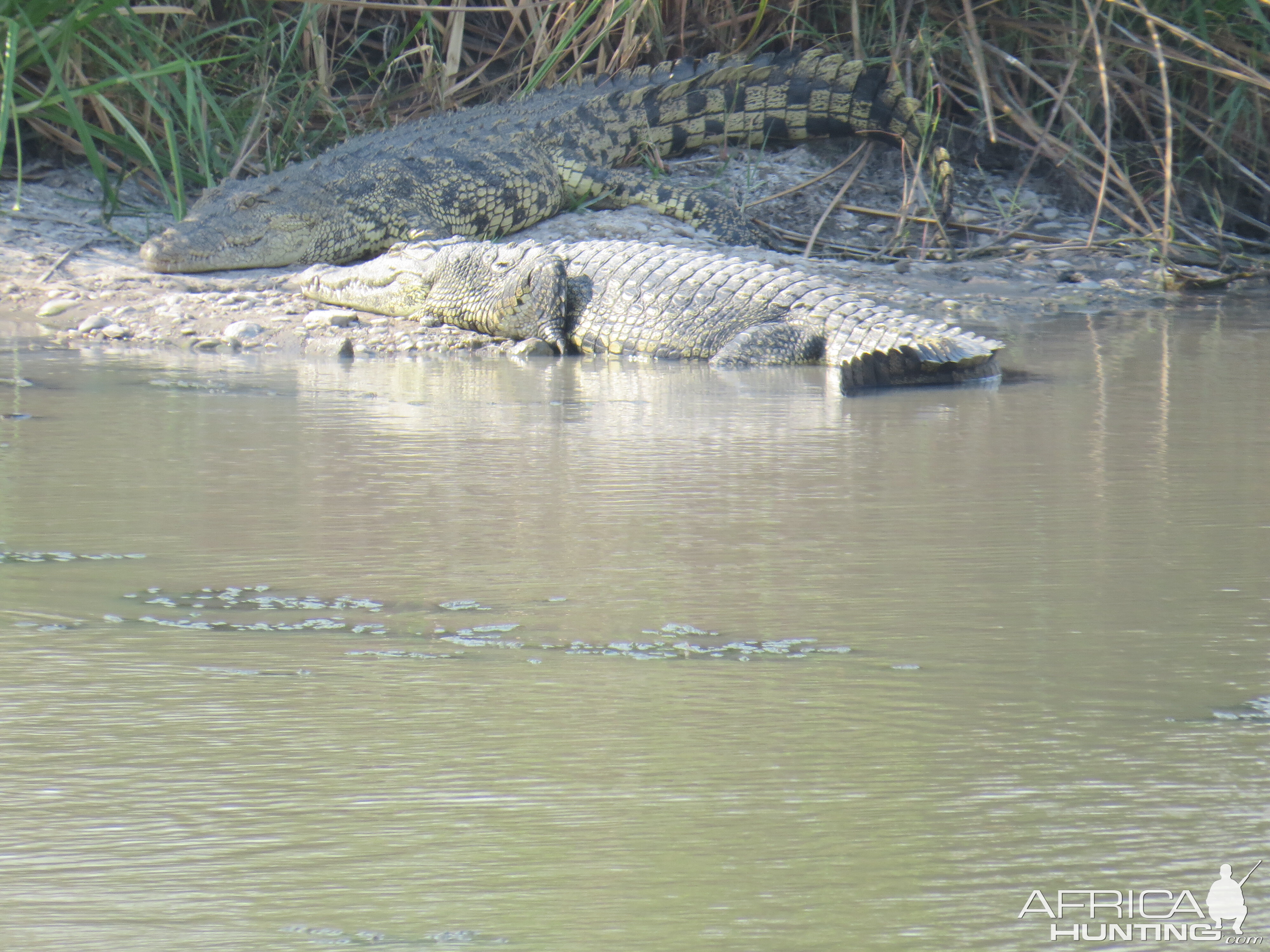 Crocodiles