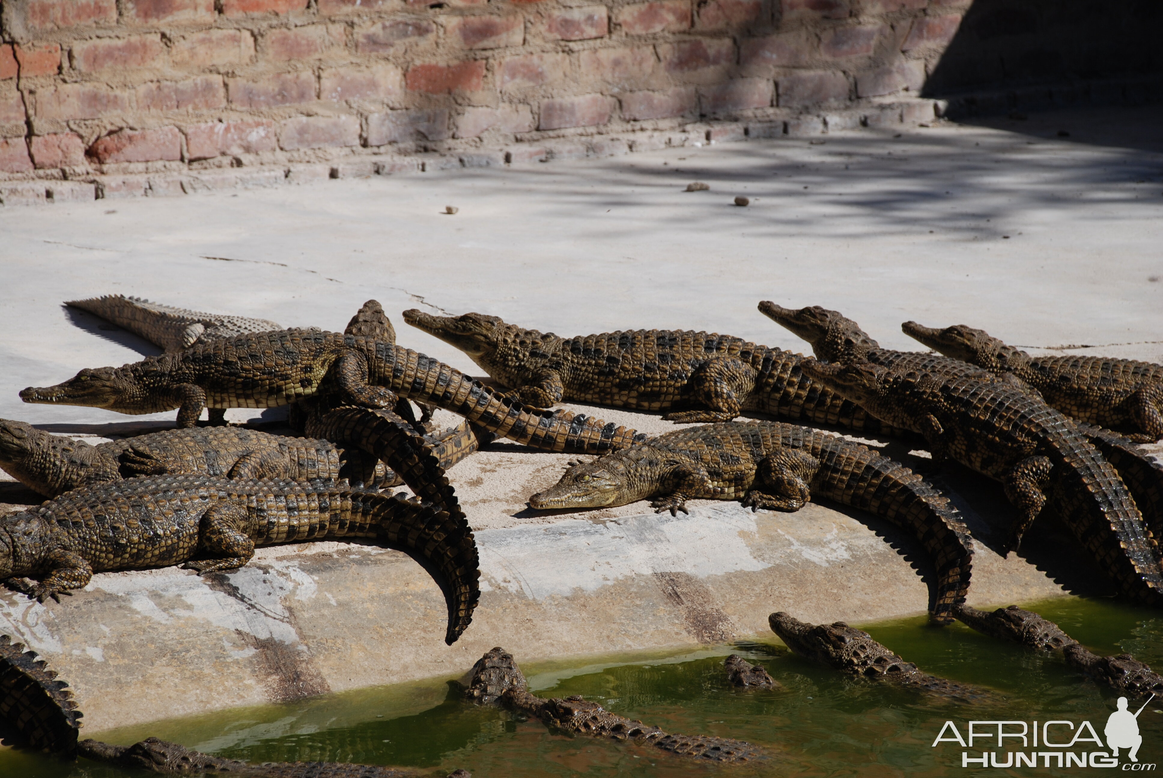 Crocs at Croc farm in Namibia