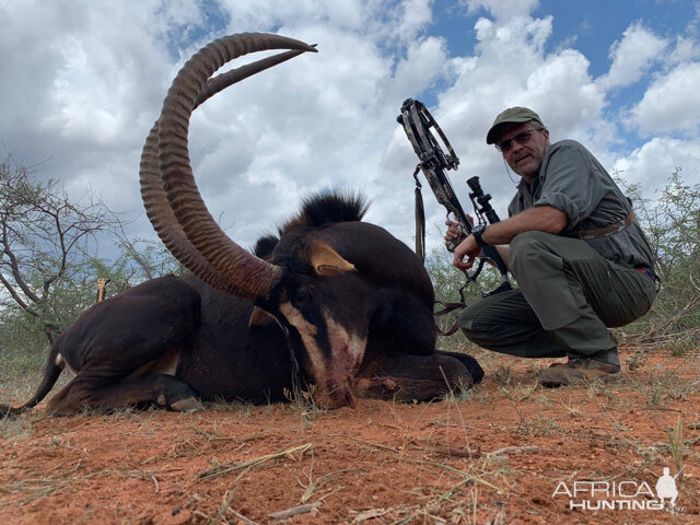 Cross Bow Hunting Sable in South Africa