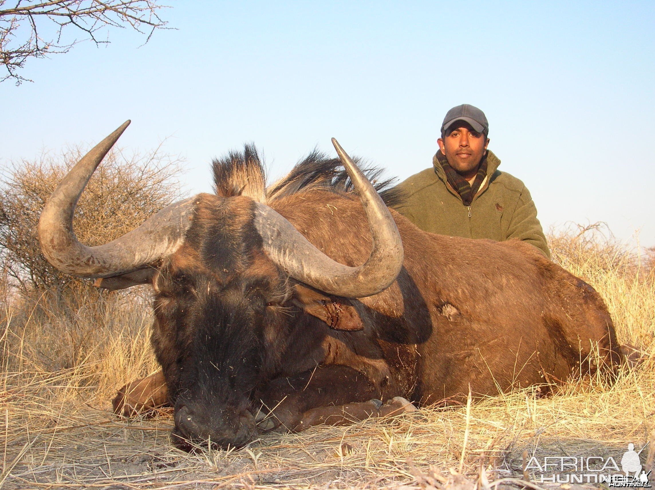 Cross Breed Blue & Black Wildebeest Hunted in Namibia