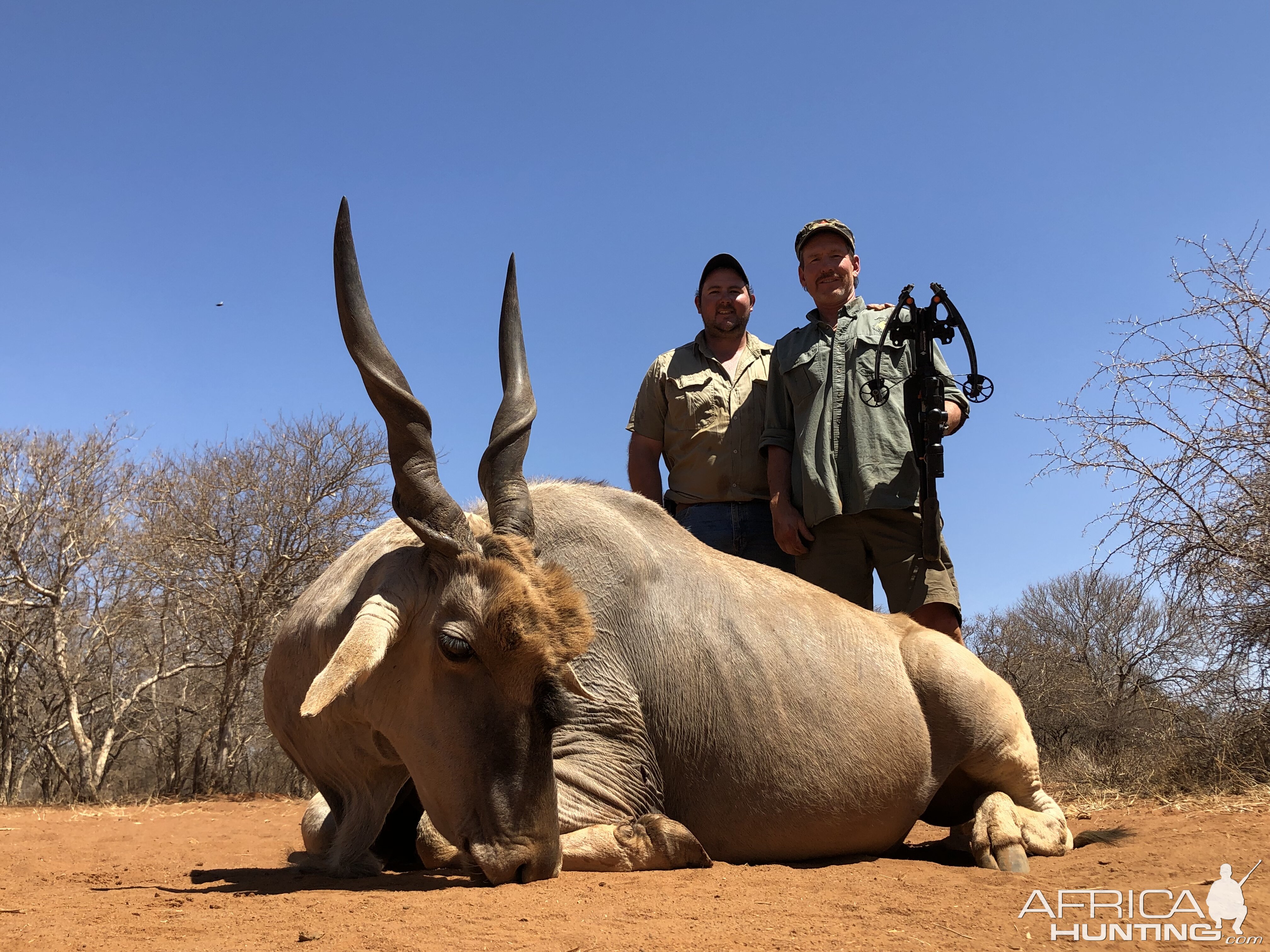 Crossbow Hunting Eland in South Africa