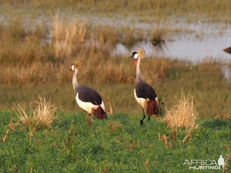 Crowned Crane South Africa