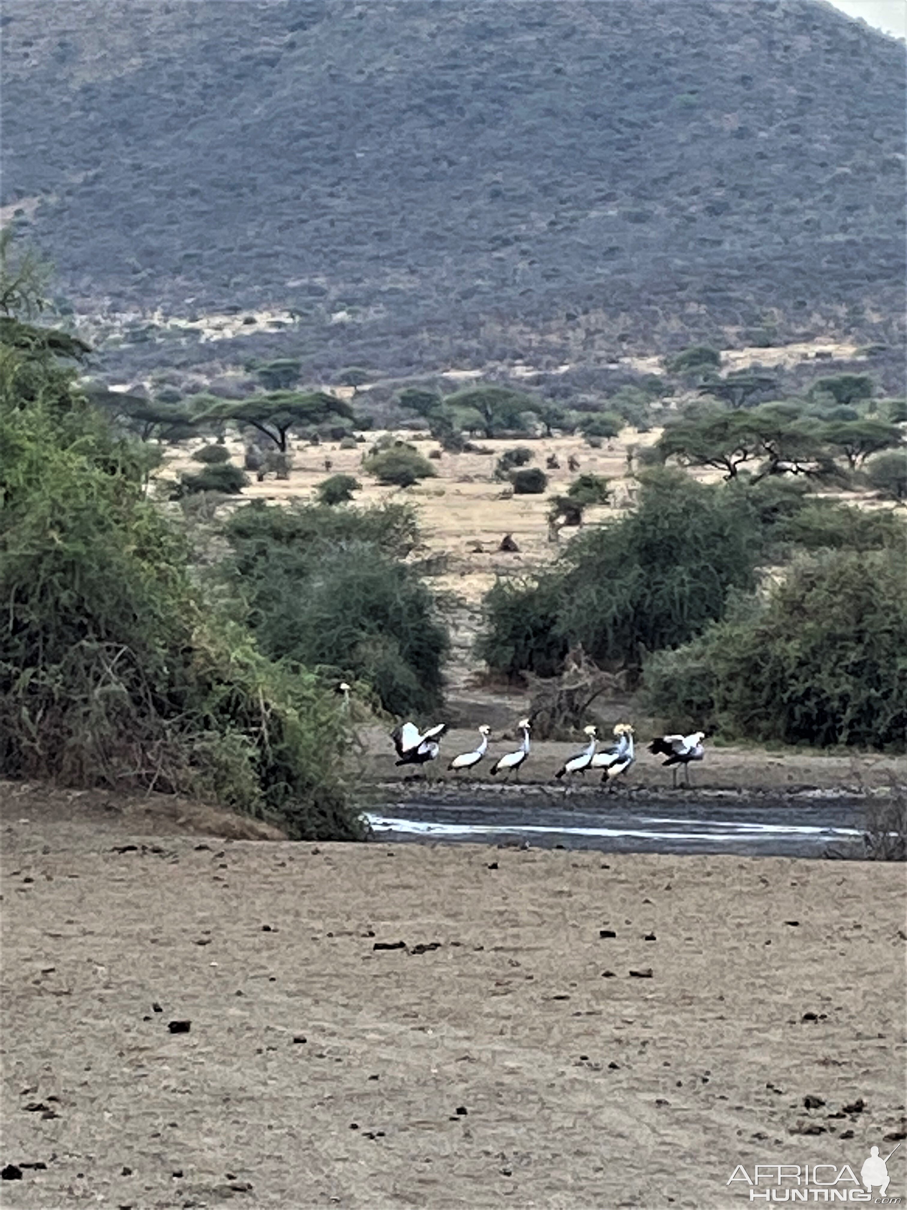 Crowned Gray Cranes Tanzania