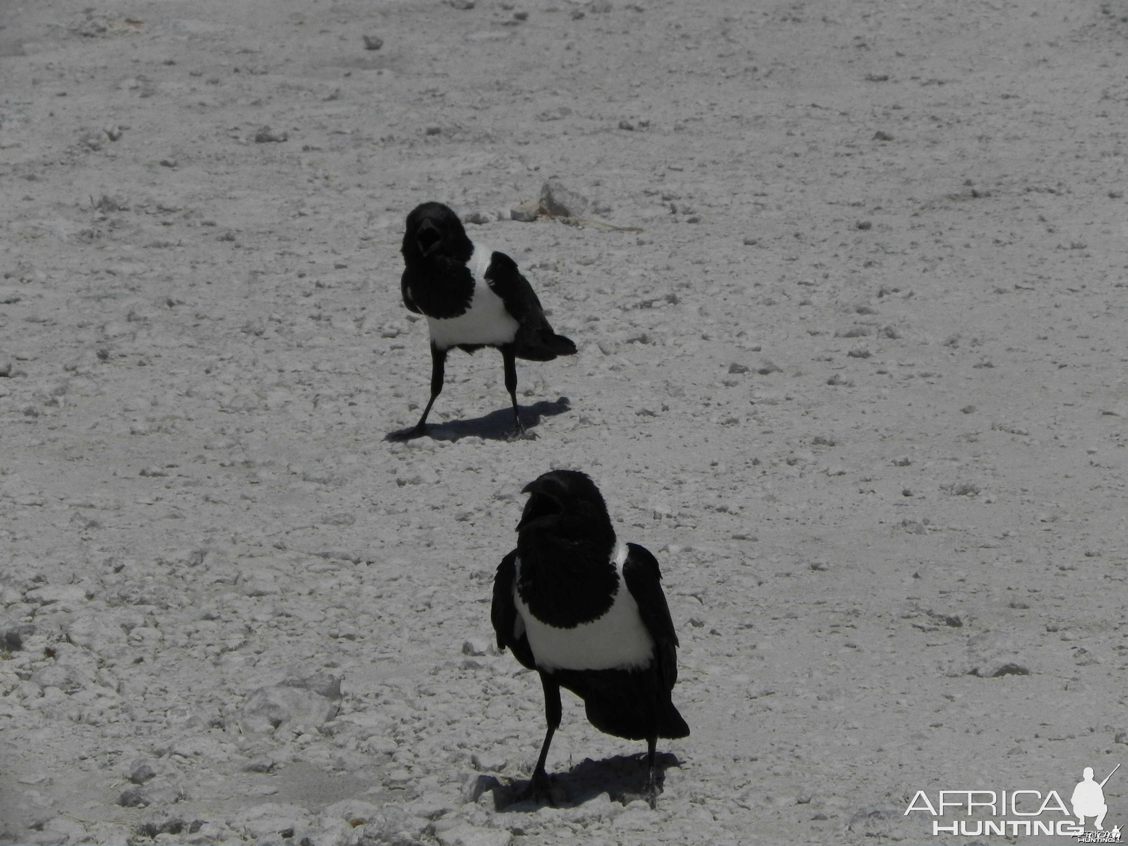 Crows Namibia