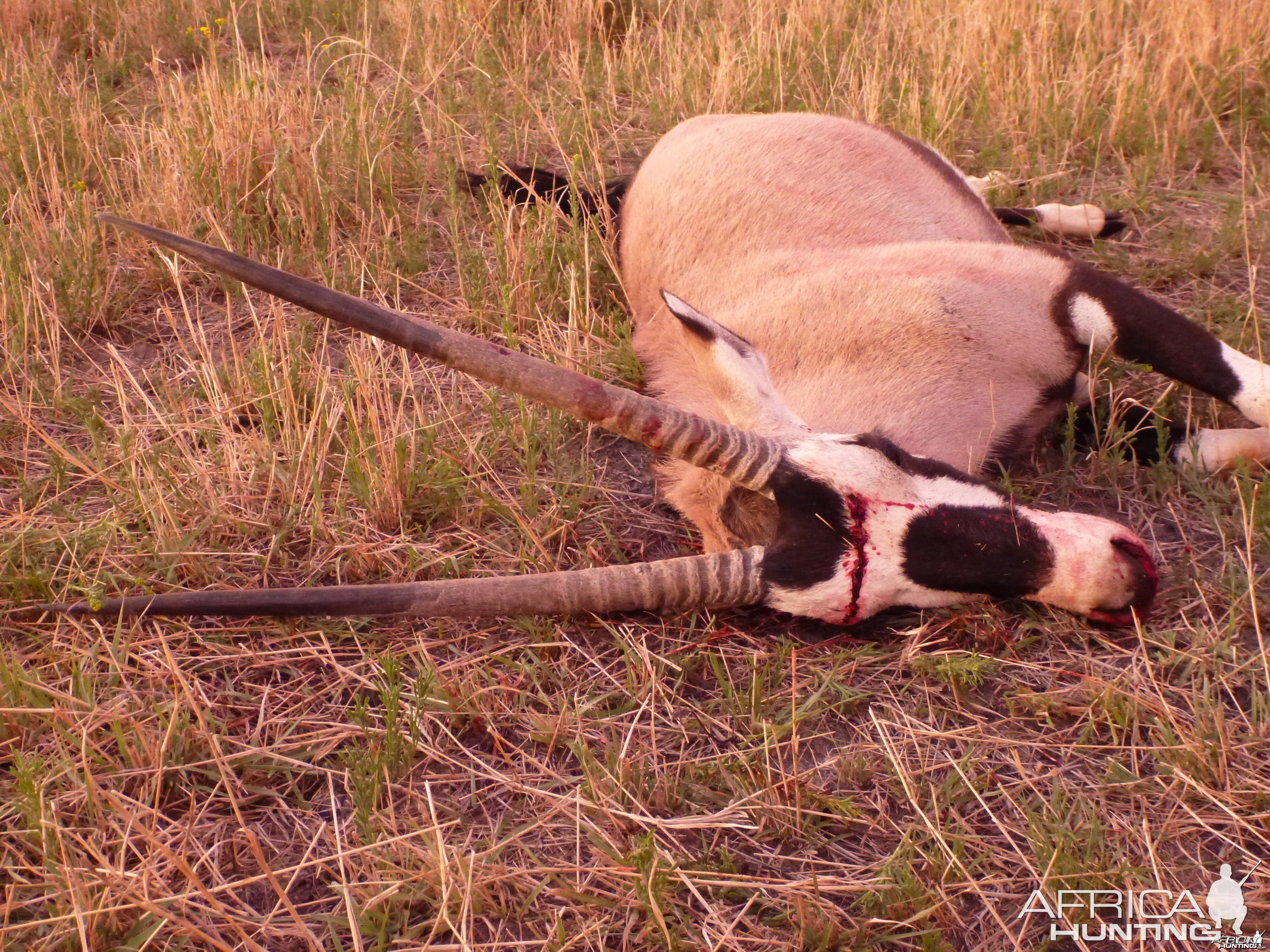 Cull Gemsbok Namibia