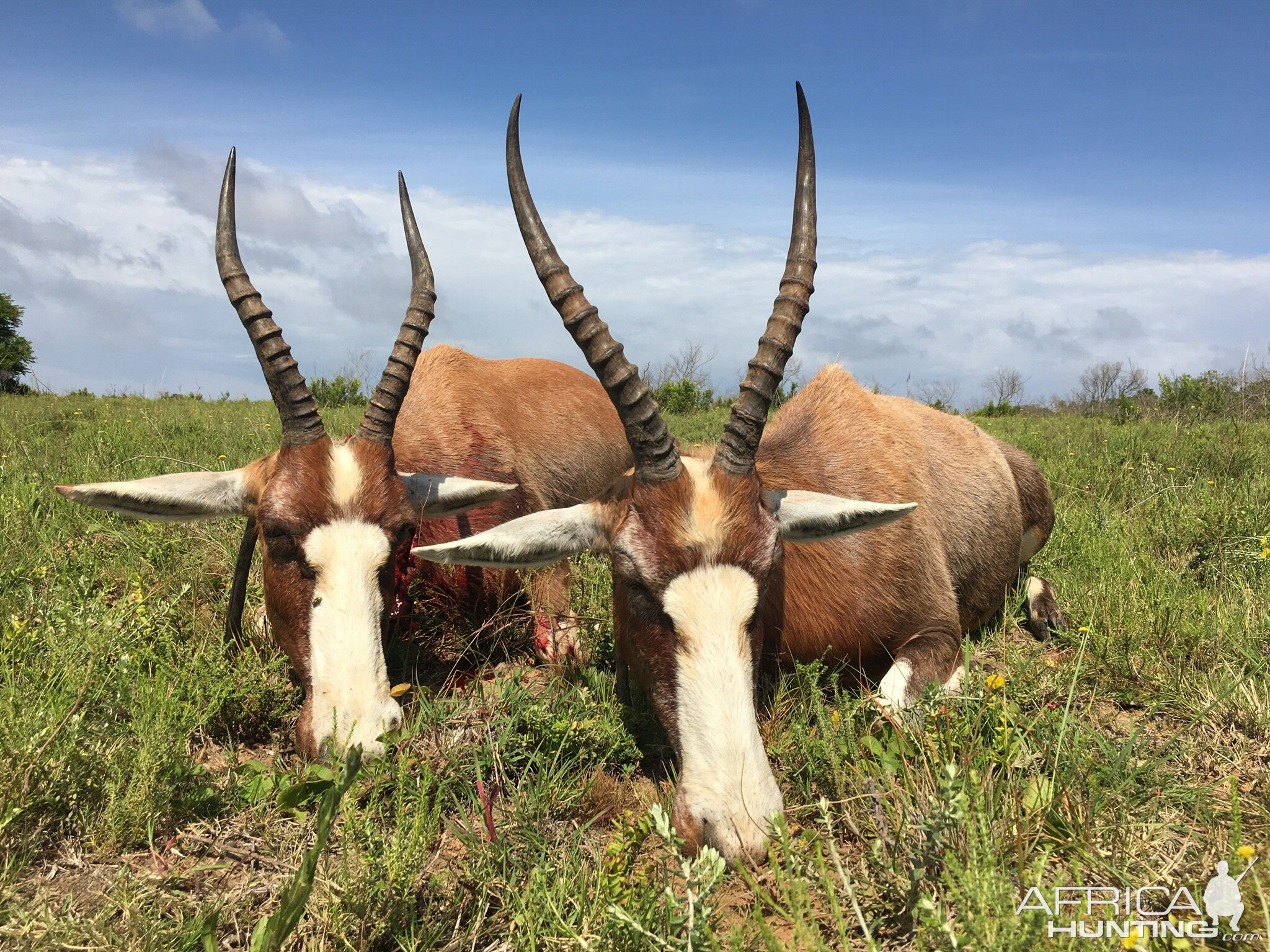 Cull Hunt Blesbok in South Africa