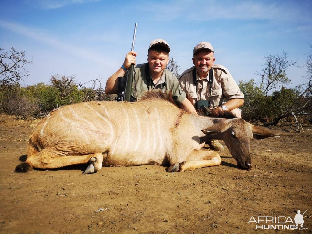 Cull Hunt Female Kudu in South Africa