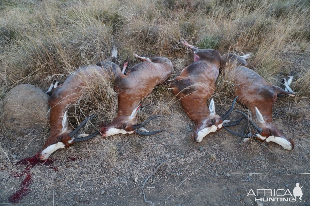 Cull Hunting Blesbok South Africa