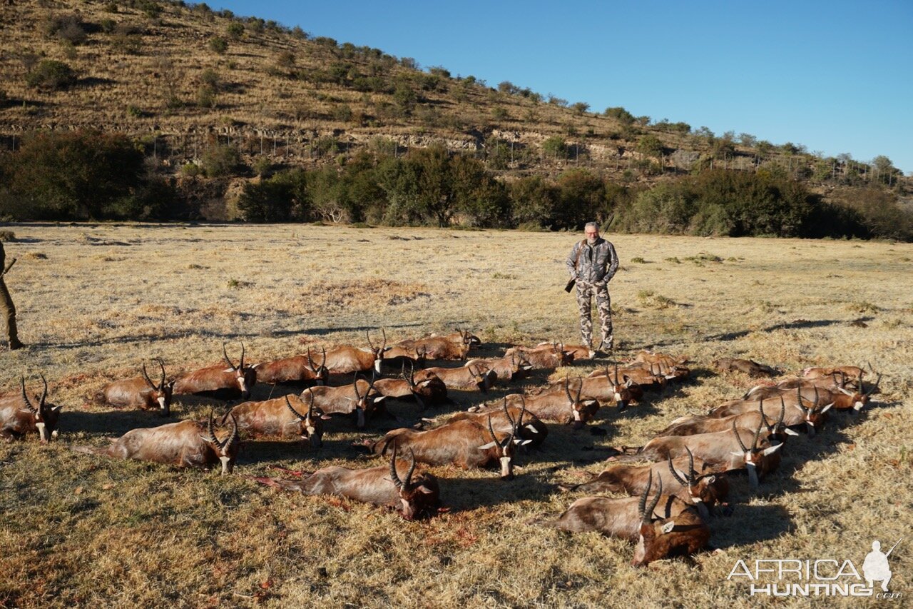 Cull Hunting Blesbok South Africa